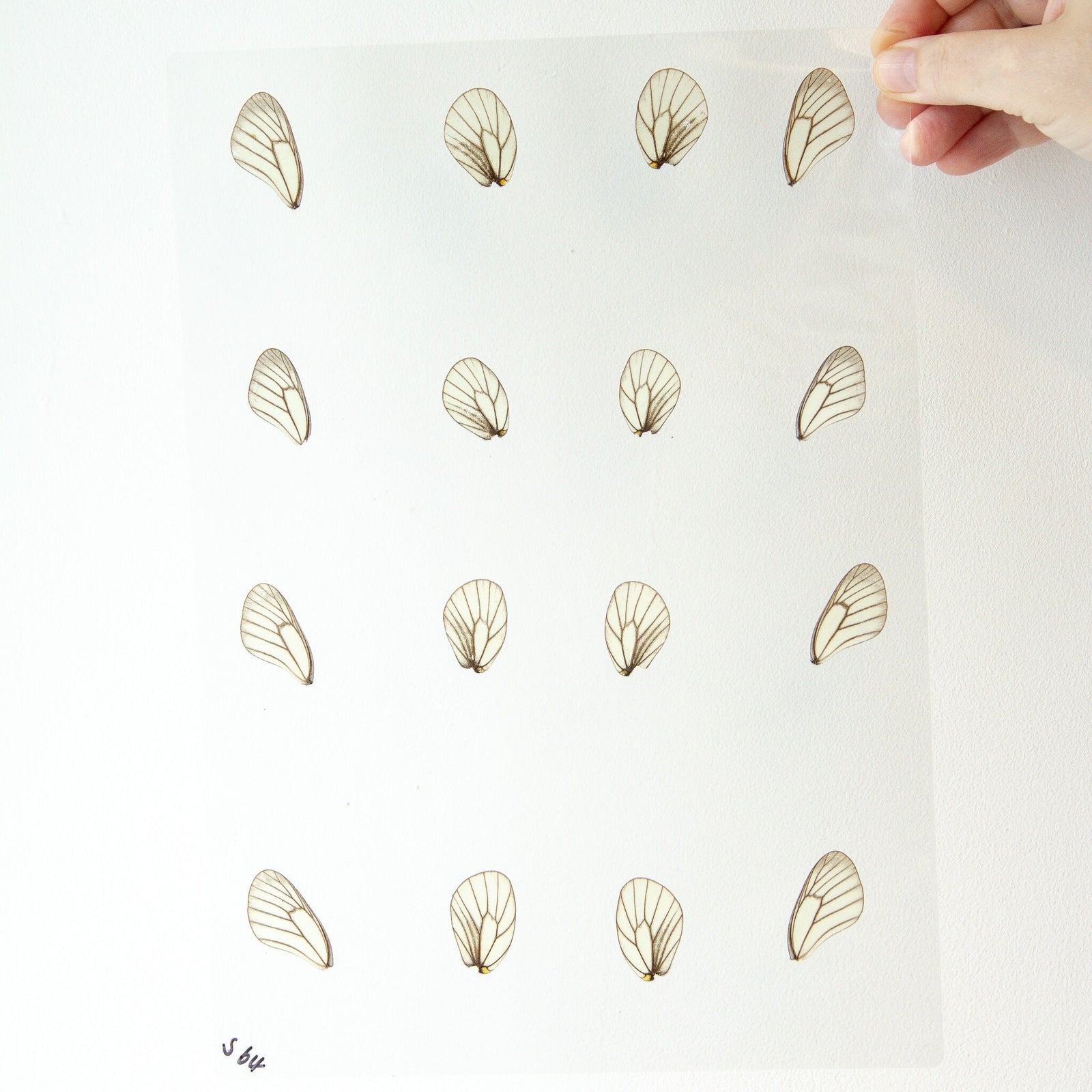 Butterfly Wings GLOSSY LAMINATED SHEET Real Ethically Sourced Specimens Moths Butterflies Wings for Art -- S64