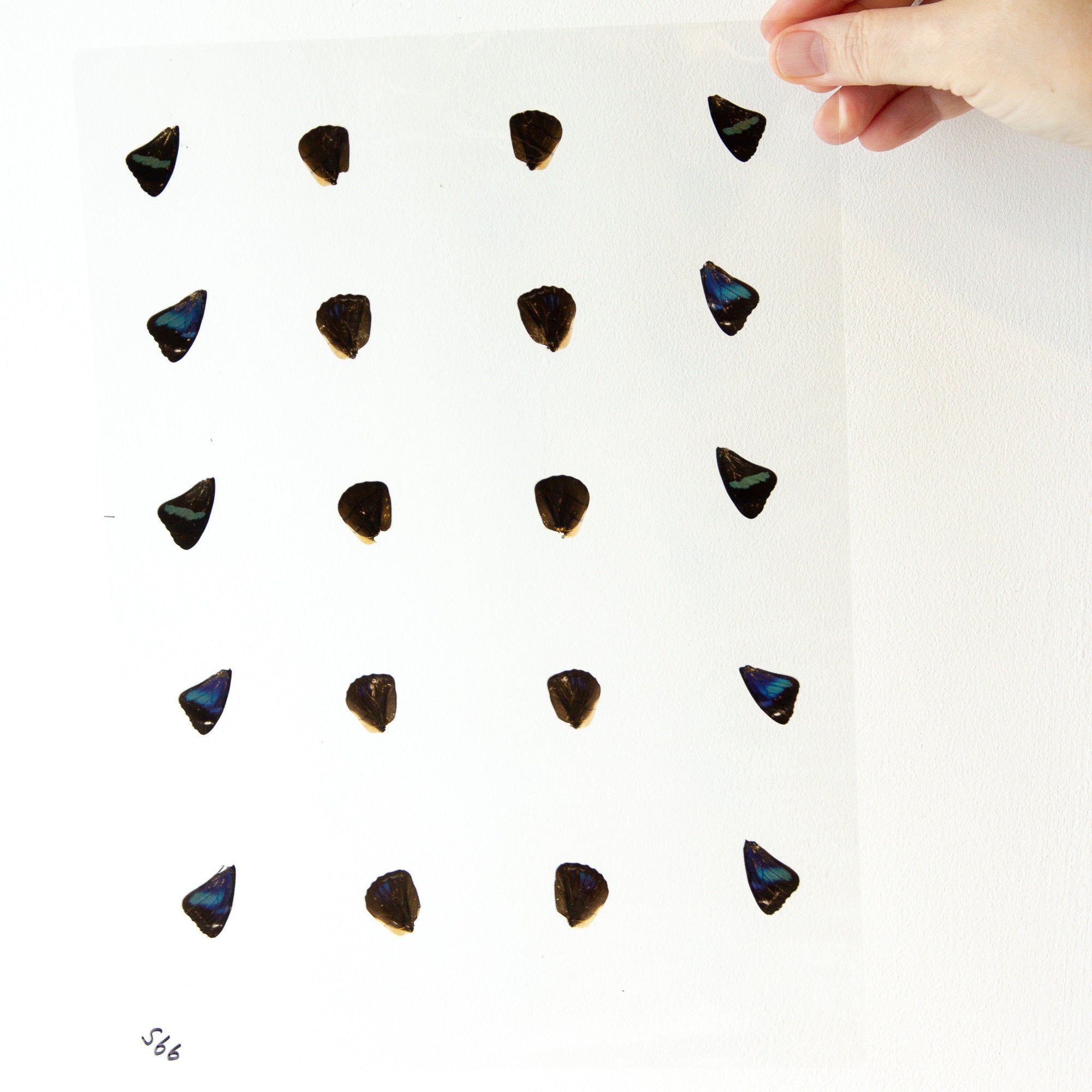 Butterfly Wings GLOSSY LAMINATED SHEET Real Ethically Sourced Specimens Moths Butterflies Wings for Art -- S66