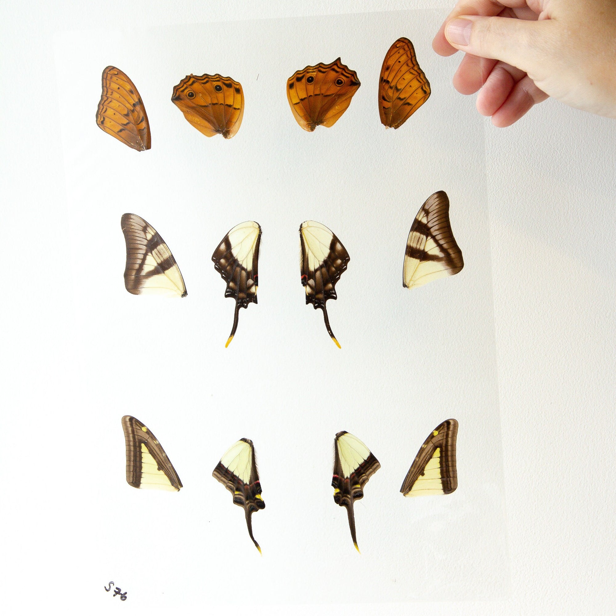 Butterfly Wings GLOSSY LAMINATED SHEET Real Ethically Sourced Specimens Moths Butterflies Wings for Art -- S76