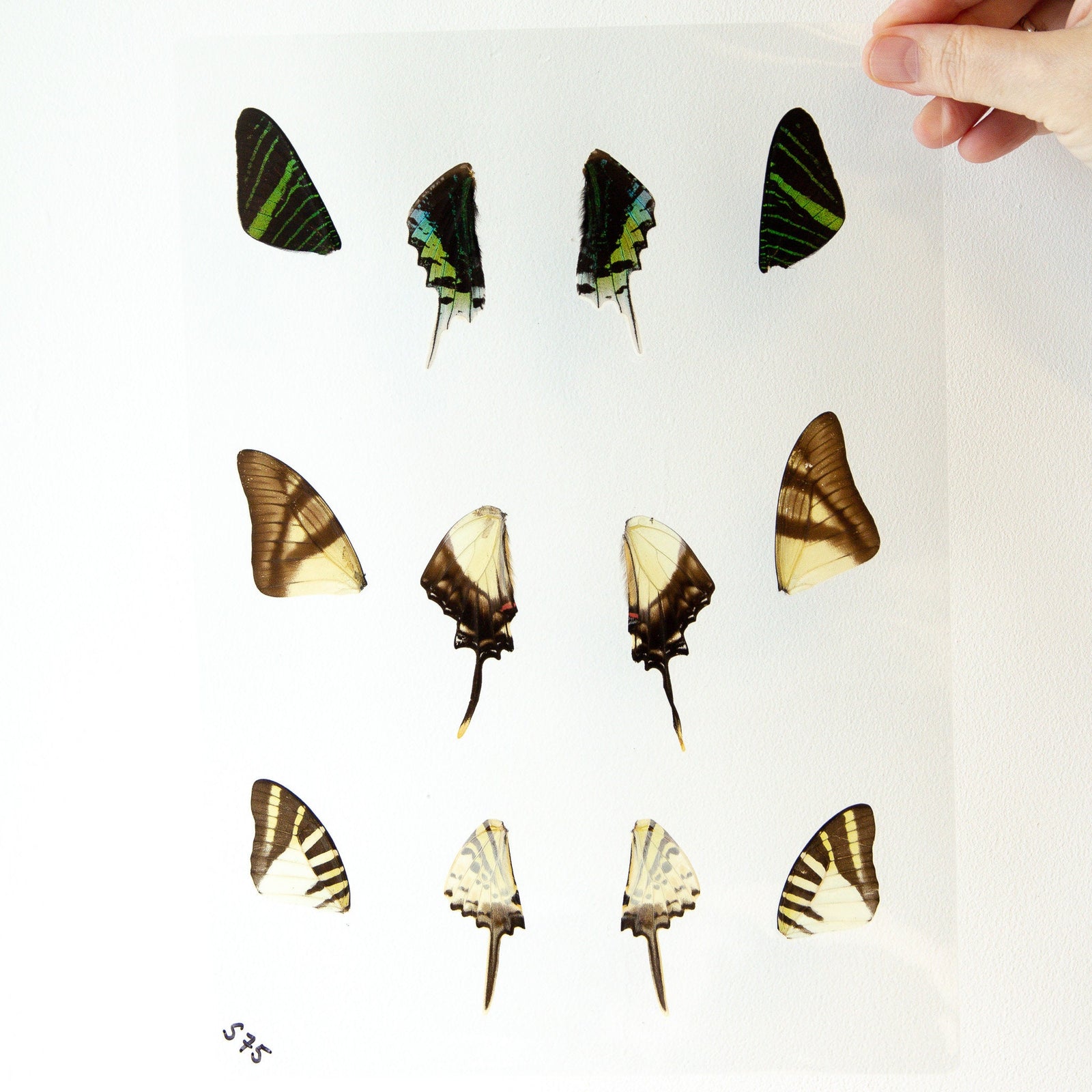 Butterfly Wings GLOSSY LAMINATED SHEET Real Ethically Sourced Specimens Moths Butterflies Wings for Art -- S75