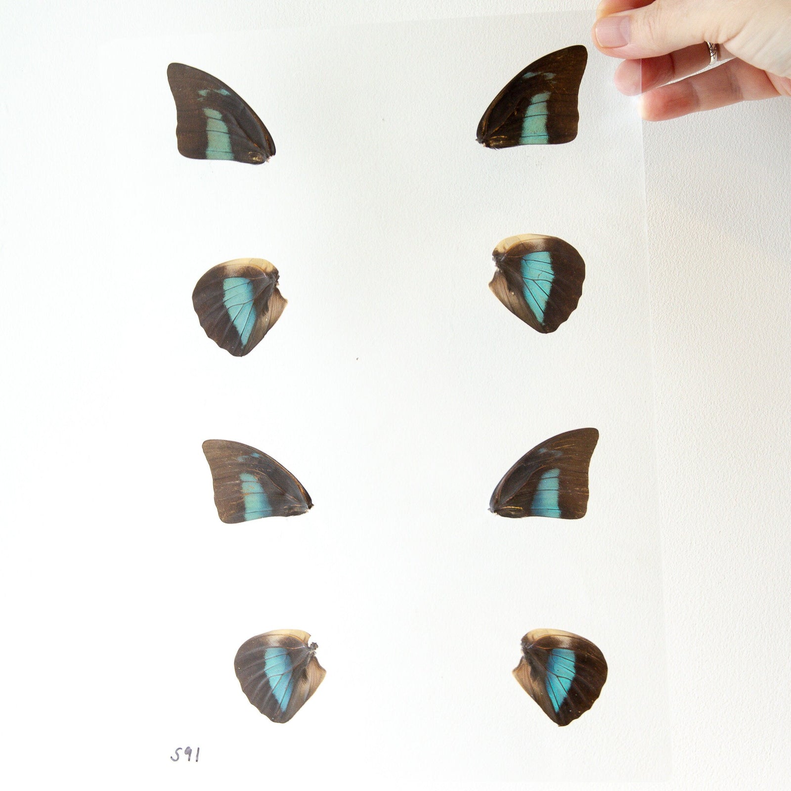 Butterfly Wings GLOSSY LAMINATED SHEET Real Ethically Sourced Specimens Moths Butterflies Wings for Art -- S91