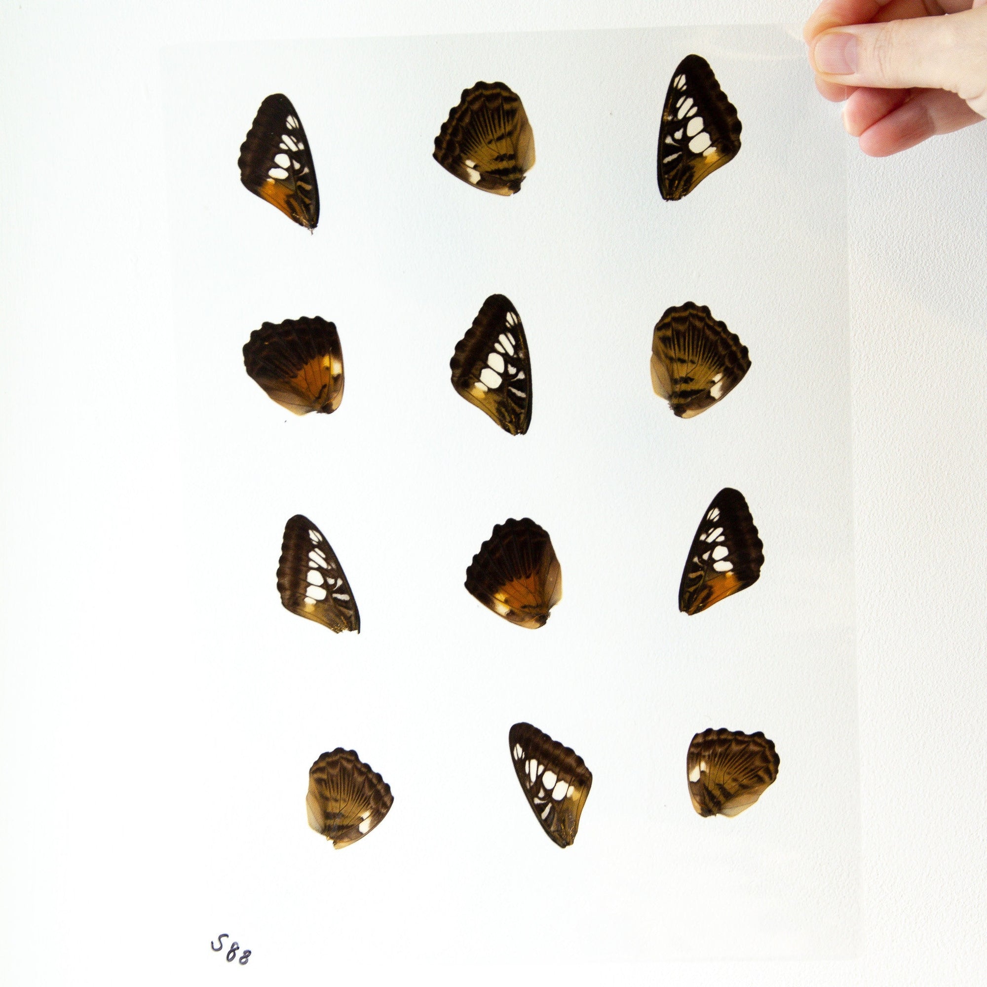 Butterfly Wings GLOSSY LAMINATED SHEET Real Ethically Sourced Specimens Moths Butterflies Wings for Art -- S88