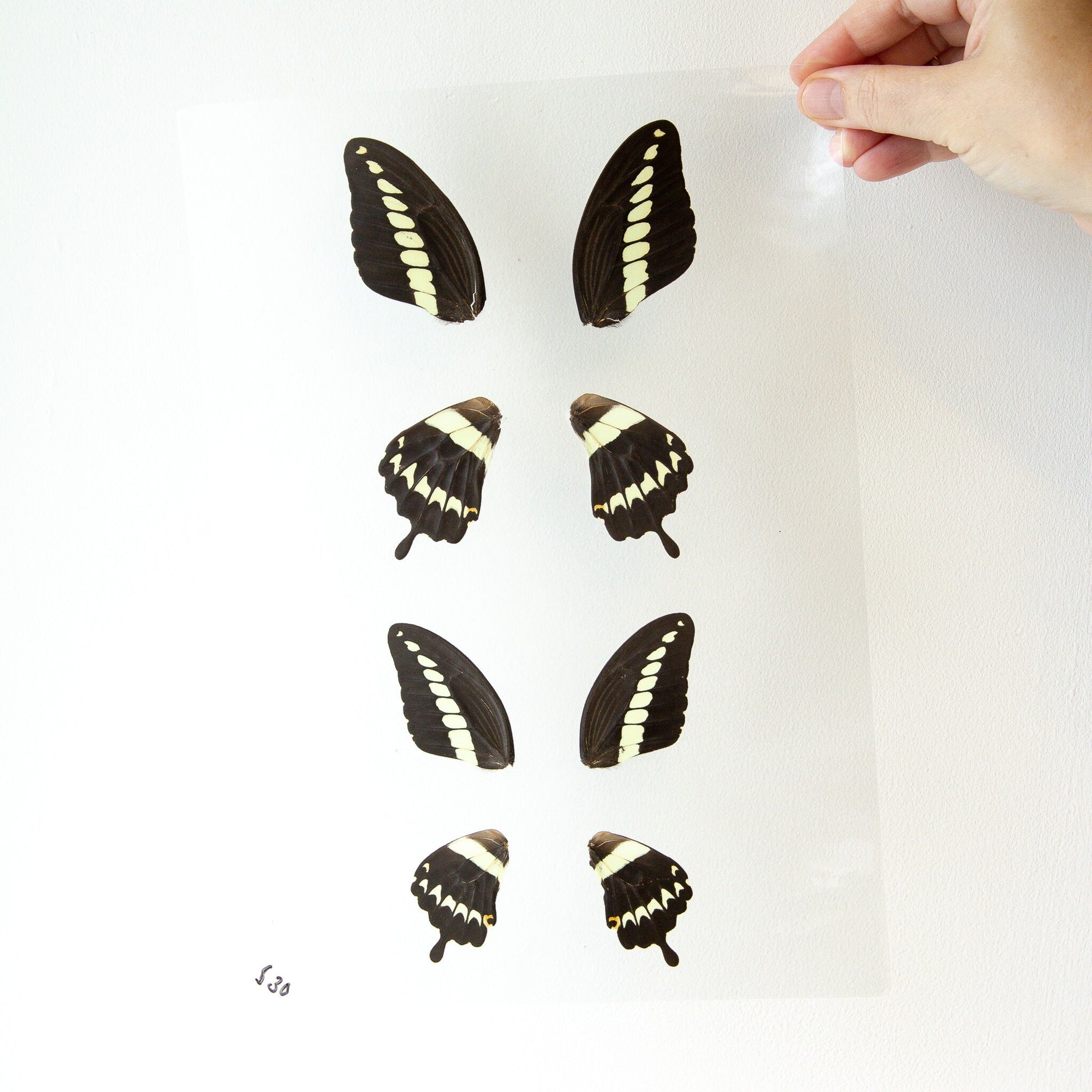 Butterfly Wings GLOSSY LAMINATED SHEET Real Ethically Sourced Specimens Moths Butterflies Wings for Art -- S30