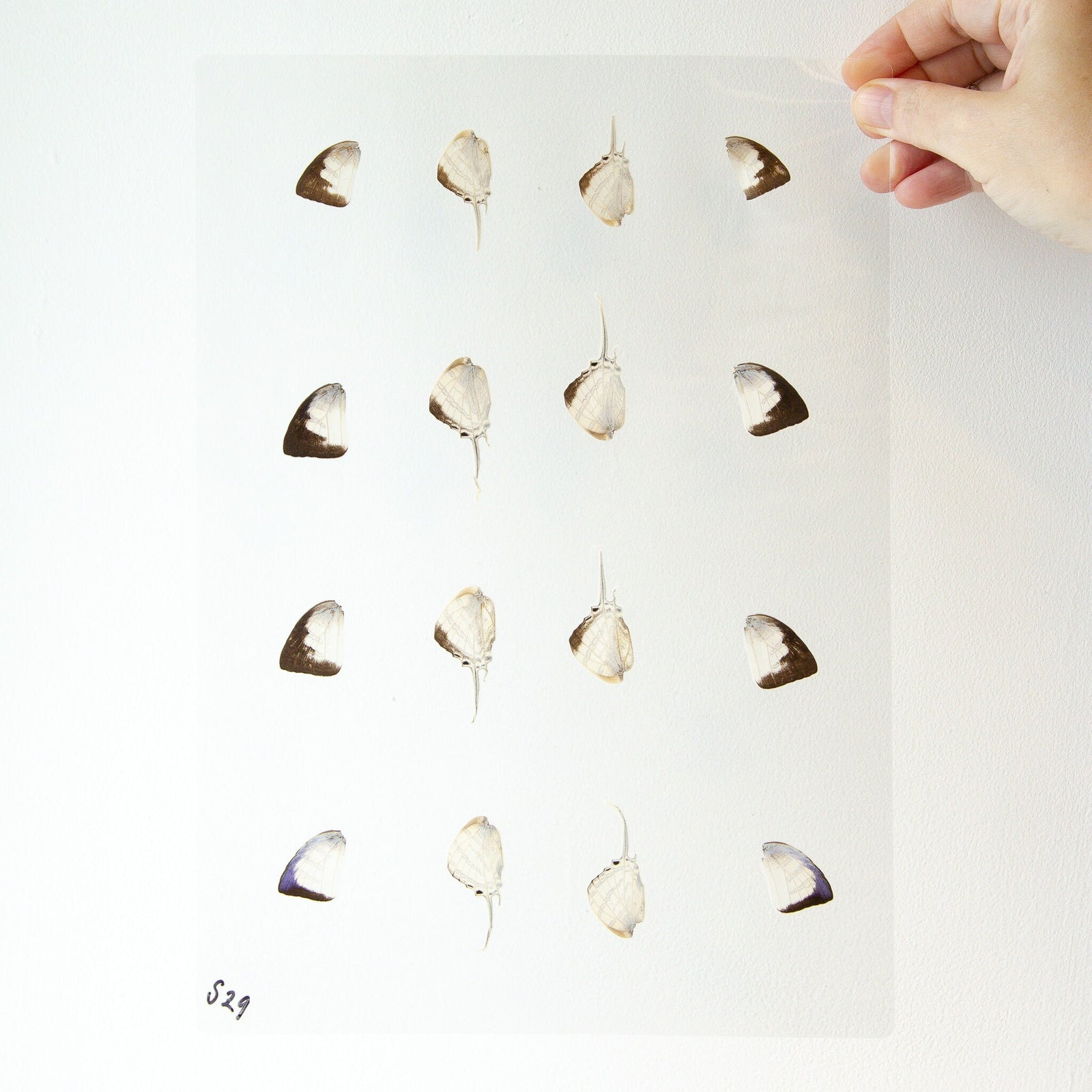 Butterfly Wings GLOSSY LAMINATED SHEET Real Ethically Sourced Specimens Moths Butterflies Wings for Art -- S29