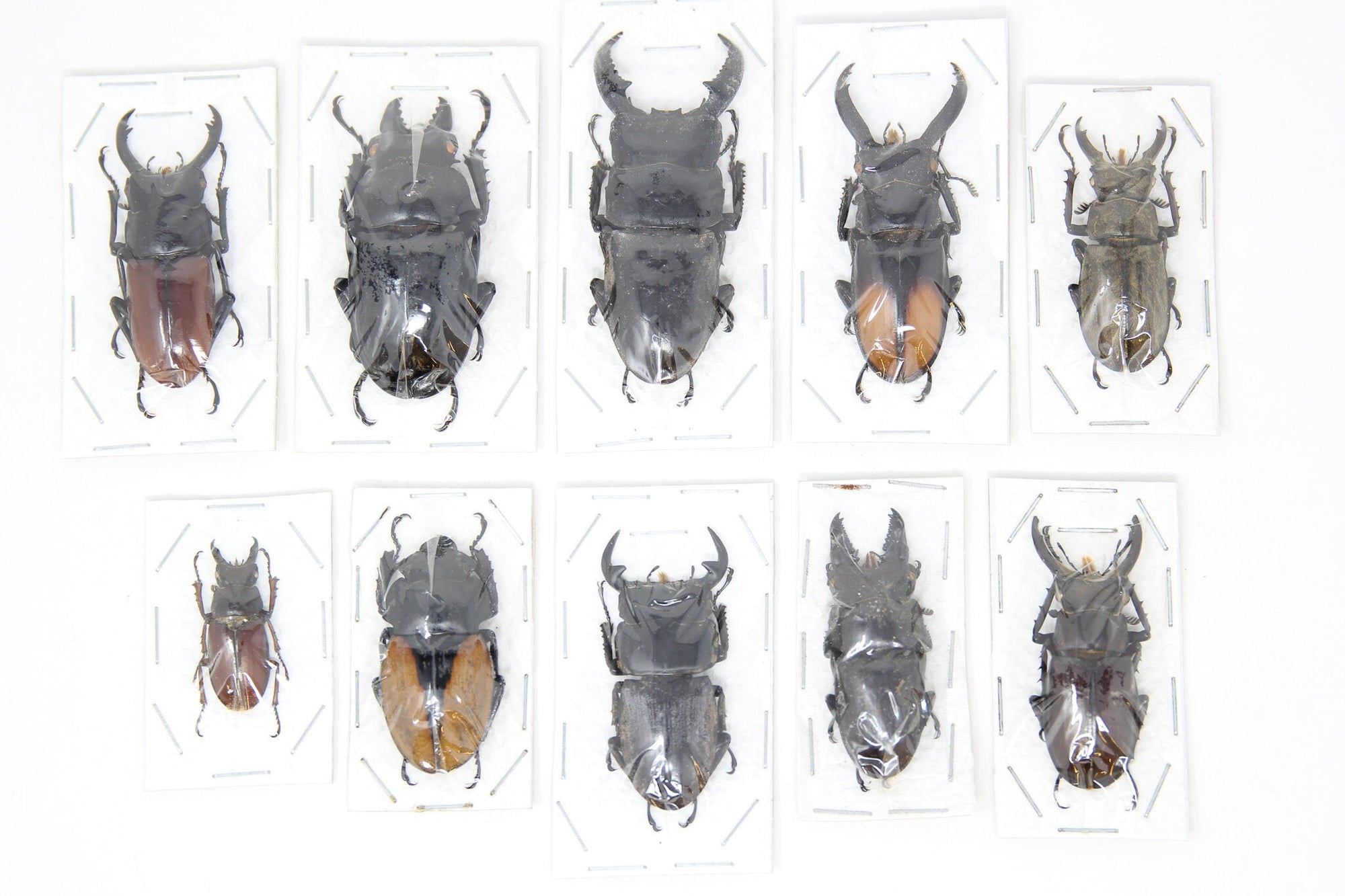 Assorted Specimens Insect Collection (Thailand) A1 Unmounted Dried Beetles, Coleoptera LOT*019