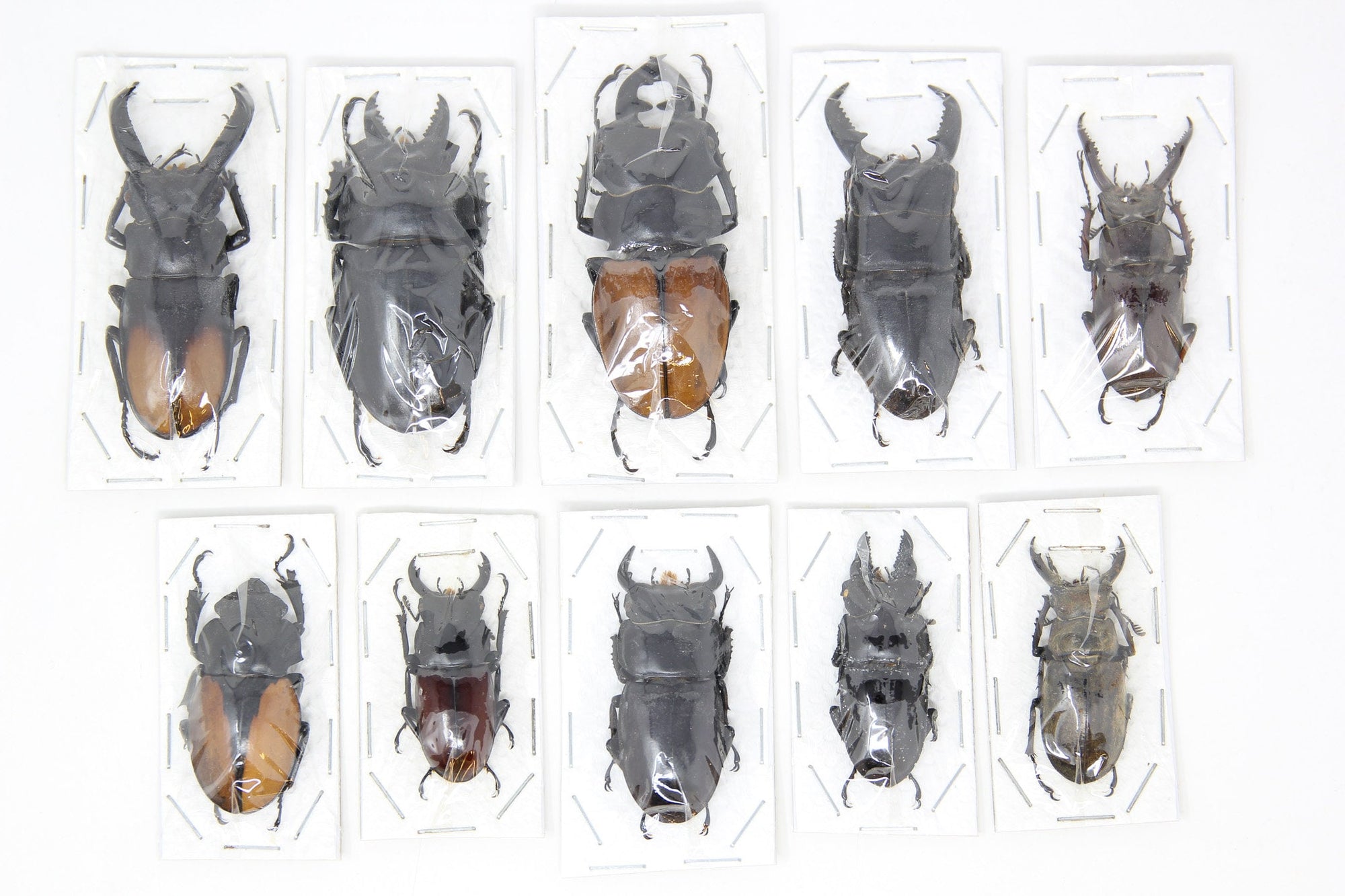Assorted Specimens Insect Collection (Thailand) A1 Unmounted Dried Beetles, Coleoptera LOT*020