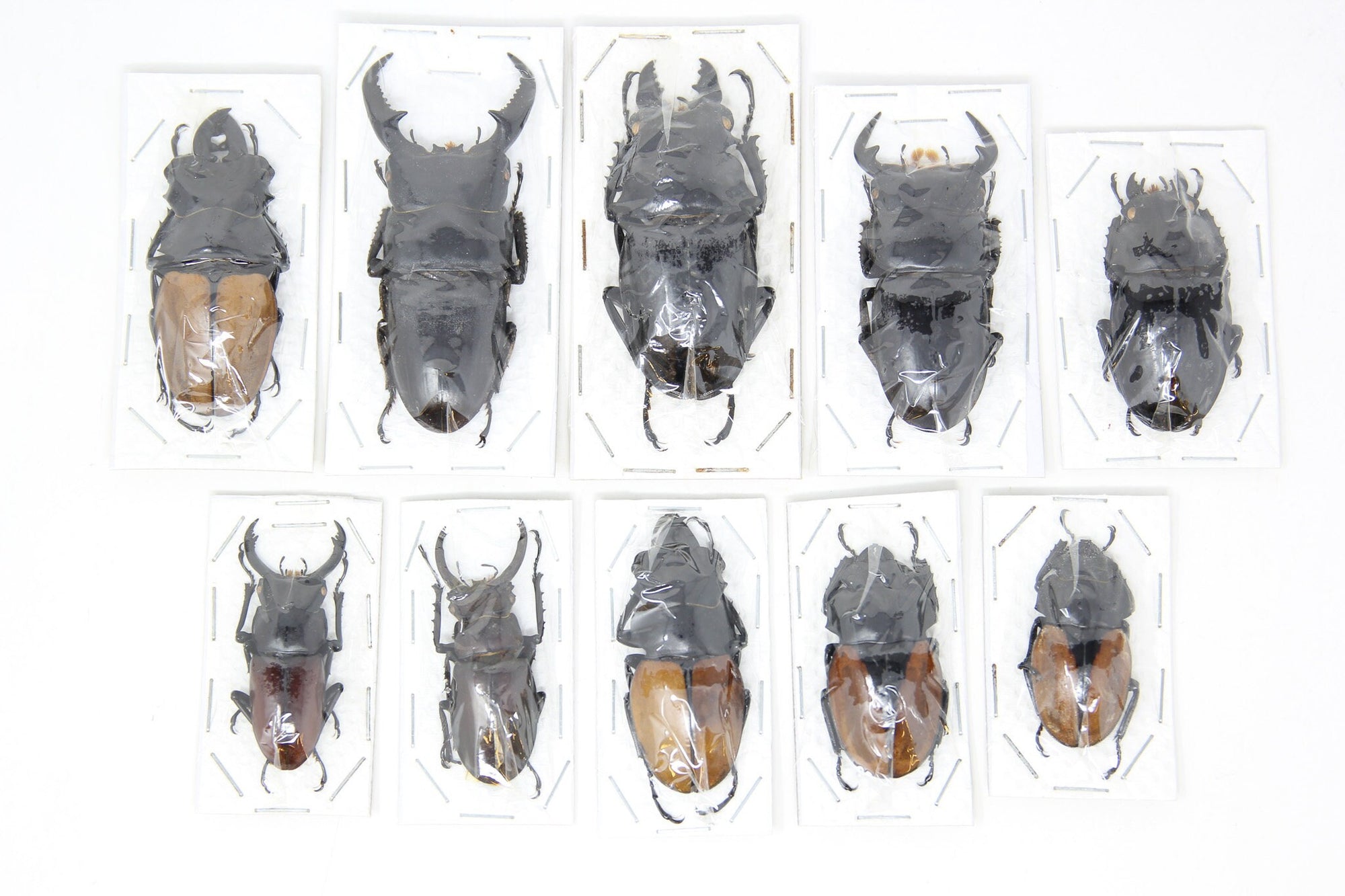 Assorted Specimens Insect Collection (Thailand) A1 Unmounted Dried Beetles, Coleoptera LOT*021