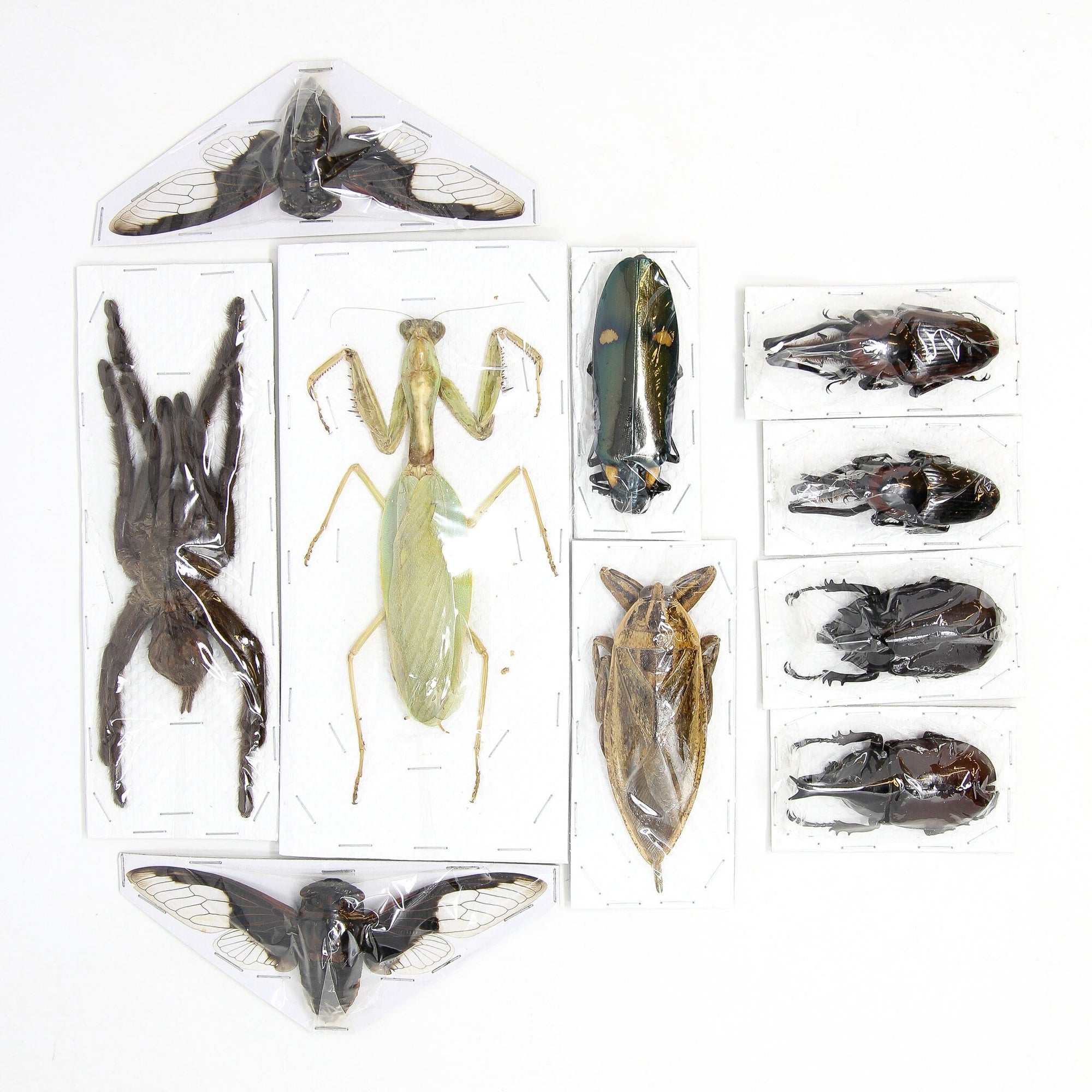 Assorted Entomolgy Specimens (Thailand) A1 Unmounted Dried Insect Collection, LOT*111