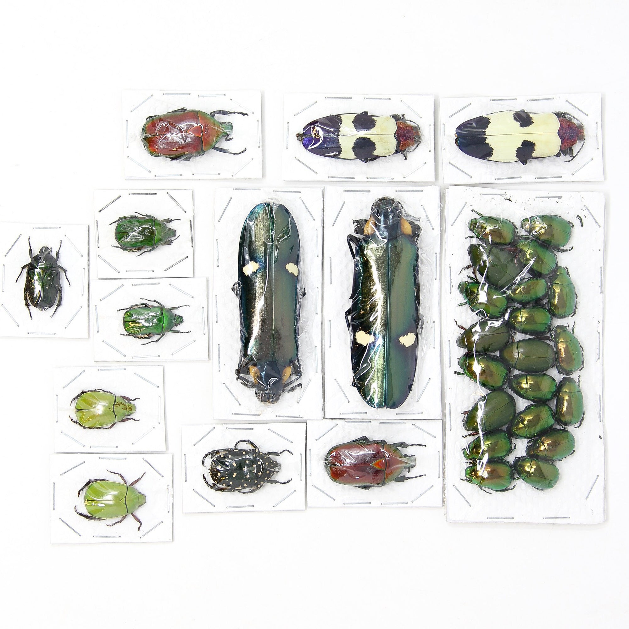Assorted Entomolgy Specimens (Thailand) A1 Unmounted Dried Insect Collection, LOT*110