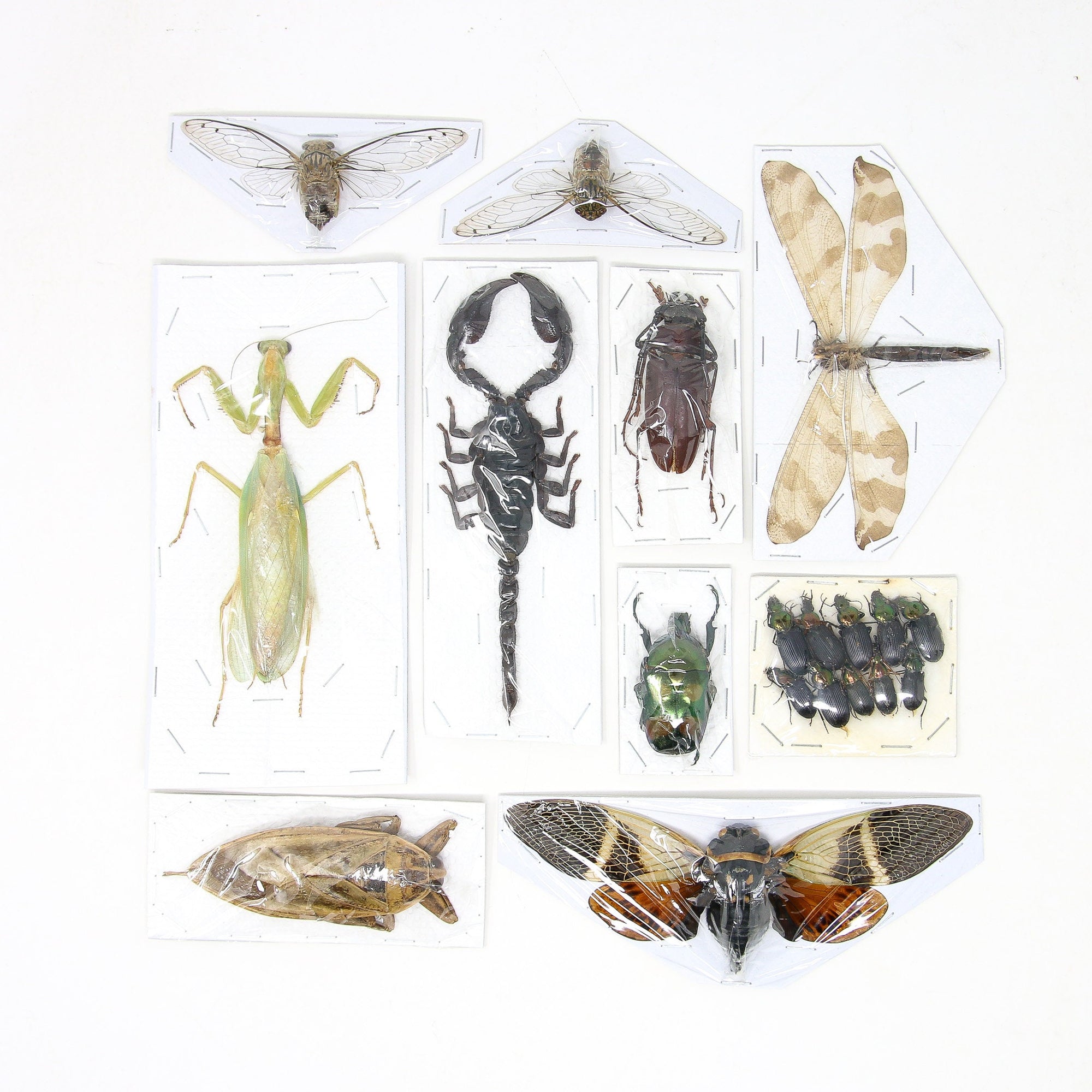 Assorted Entomolgy Specimens (Thailand) A1 Unmounted Dried Insect Collection, LOT*053