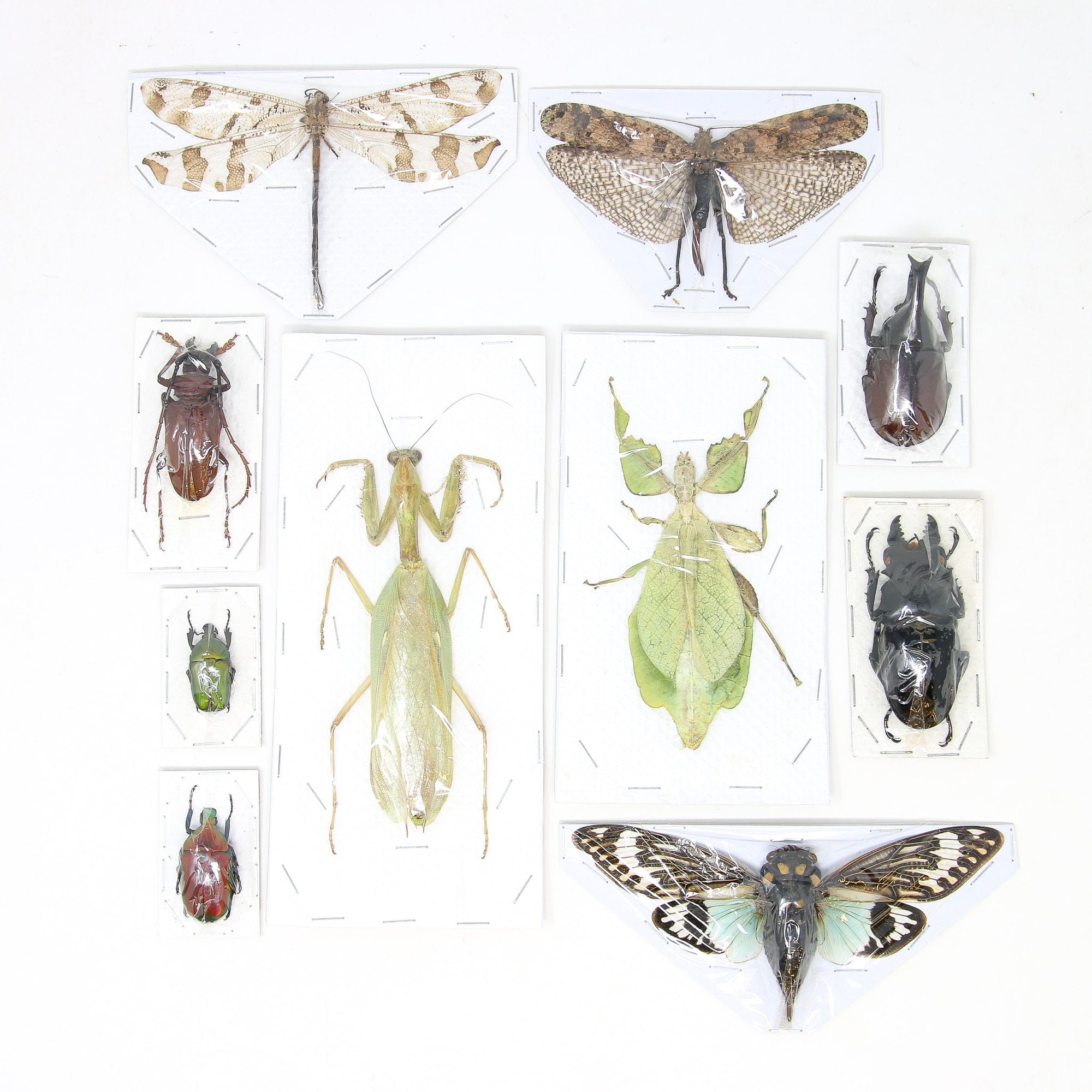 Assorted Entomolgy Specimens (Thailand) A1 Unmounted Dried Insect Collection, LOT*042