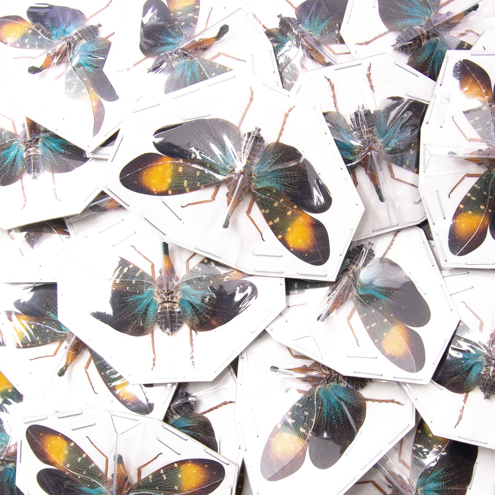 Pack of 10 Pyrops gunjii, Gold Spot Lantern Bugs, A1 Spread Specimens Wholesale