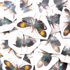 10 Pyrops gunjii, Gold Spot Lantern Bugs, A1 Spread Specimens Wholesale