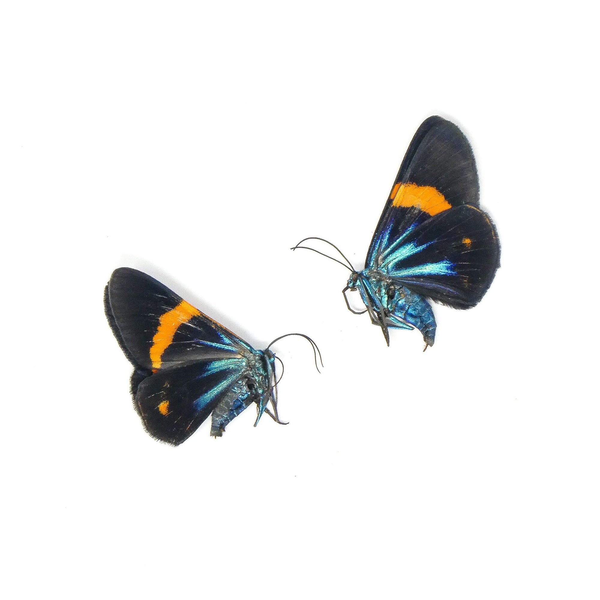Two (2) Milionia stueningi - Sexed Pair of Vibrant Day Moths - A1 Ethically Sourced Entomology Specimens