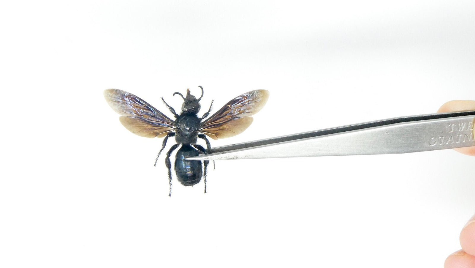 Two (2) Scolia affinis (spread) Dry-preserved Scoliid Wasps, A1 Ethically Sourced Entomology Specimens