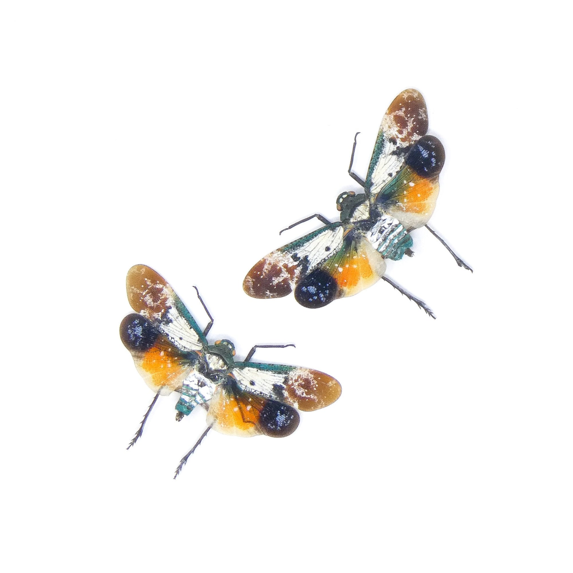 Two (2) Penthicodes farinosa borneo (spread) Dry-preserved Lanternfly ...