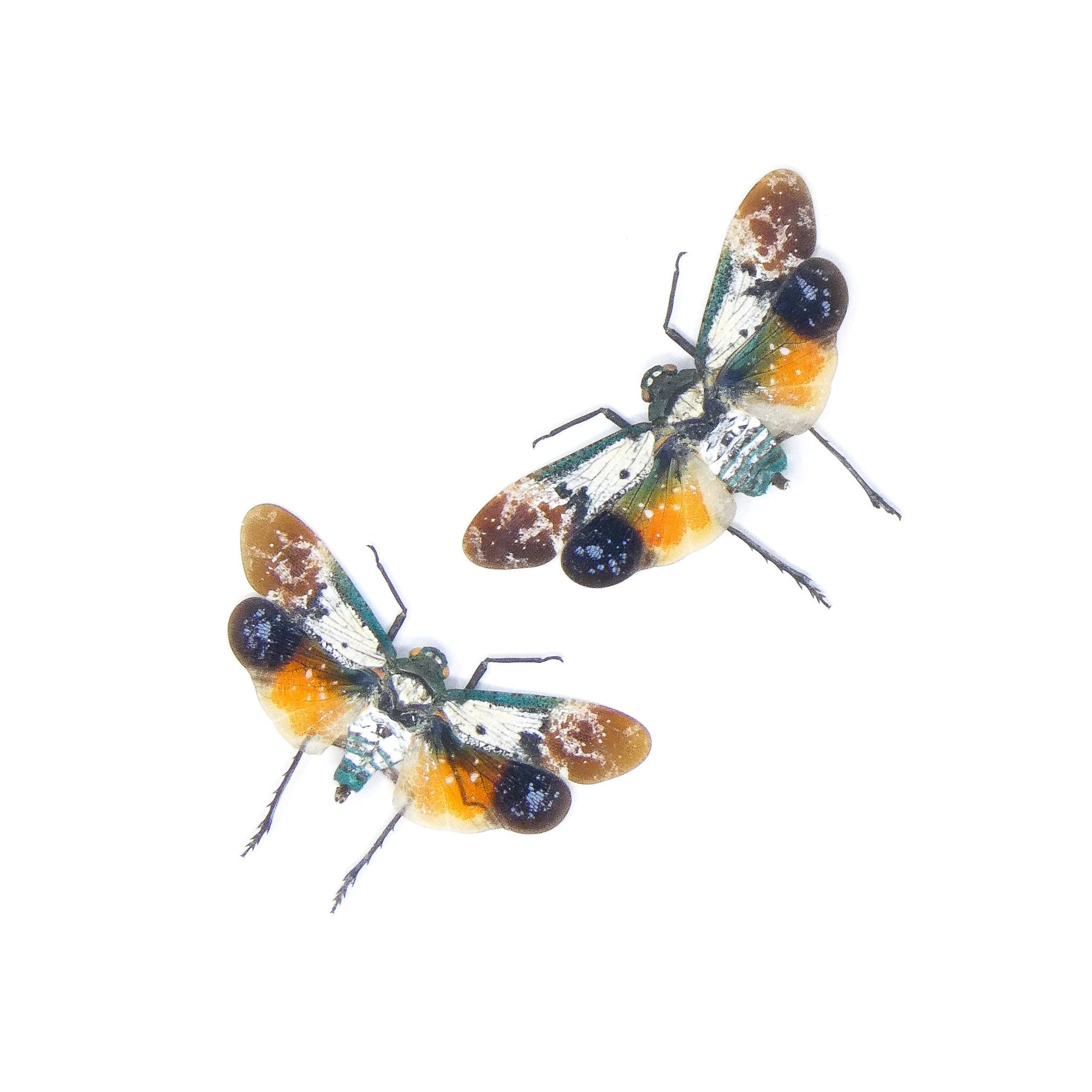 Two (2) Penthicodes farinosa borneo (spread) Dry-preserved Lanternfly Fulgoridae, A1 Entomology Specimens