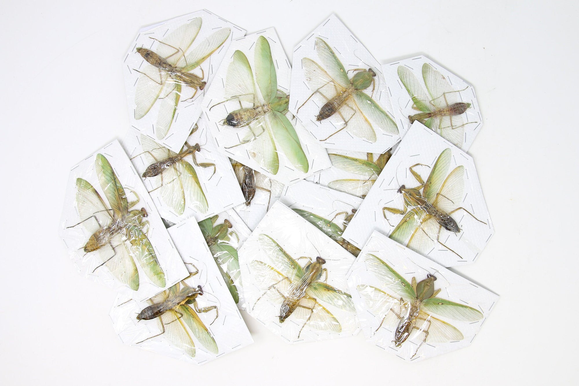 Pack of 10 Green Praying Mantis, A1 Spread Specimens, Taxidermy Entomology
