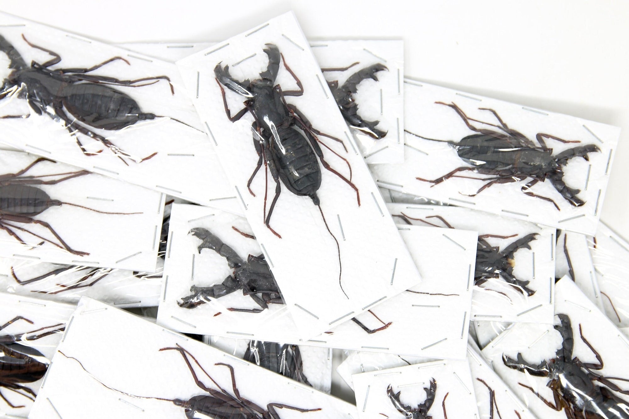 Pack of 10 WHIP SCORPIONS Vinegaroons (Hypoctonus rangunensis) A1 Entomology Taxidermy Specimens