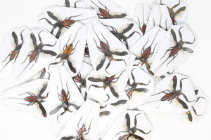 10 Laccotrephes pfeiferiae Water Scorpion Specimen | A1 Quality | Dry-Preserved Spread | (wholesale)