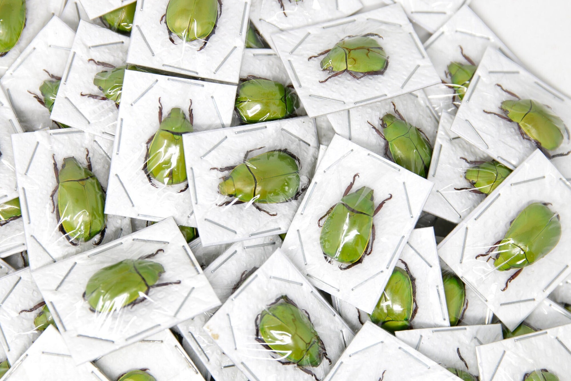Pack of 10 Apple Green Scarab Beetles (Anomala dimidiata) Insect Specimens for Collecting