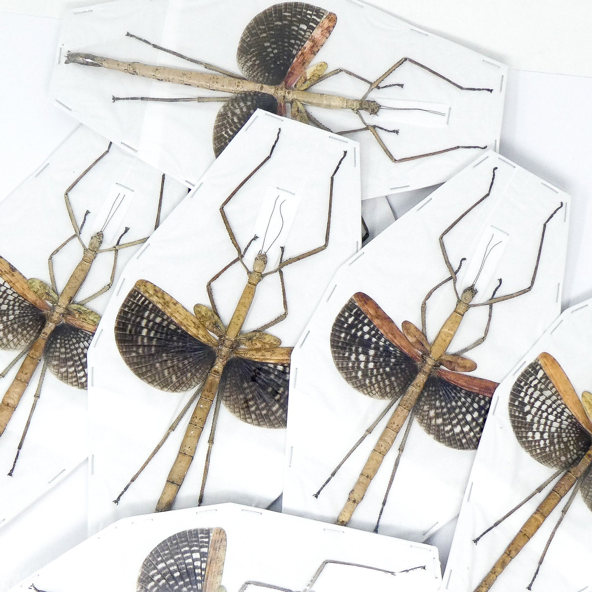 Pack of 10 Buru Giant Stick Insect (Anchiale buruense) 17cm+ A1 Real Entomology Taxidermy Specimen from Indonesia