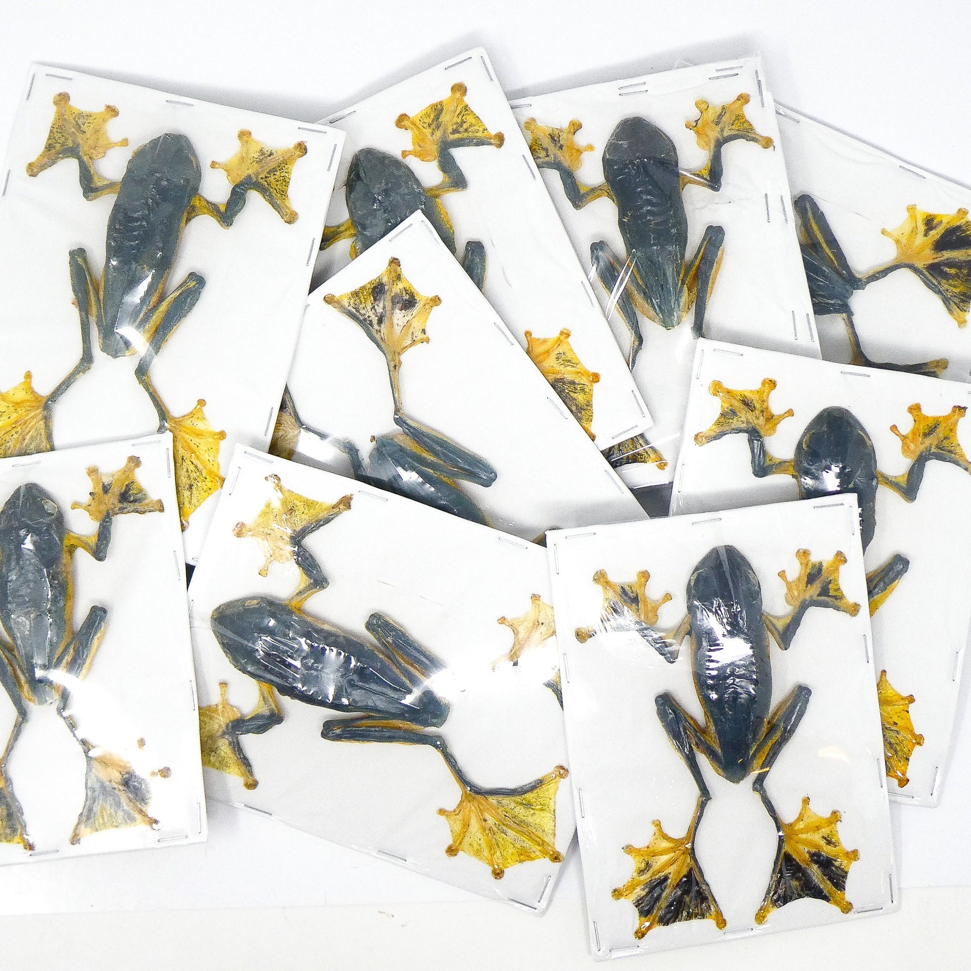 Pack of 10 Reinwardt's Tree Frogs (Rhacophorus Reinwardtii) 3.5 Inches, A1 Real Dry-Preserved Specimens Taxidermy