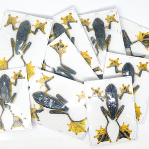 Reinwardt's Tree Frogs Lot of 5 A1 | Rhacophorus Reinwardtii 9cm | Wholesale Dry-Preserved Specimens