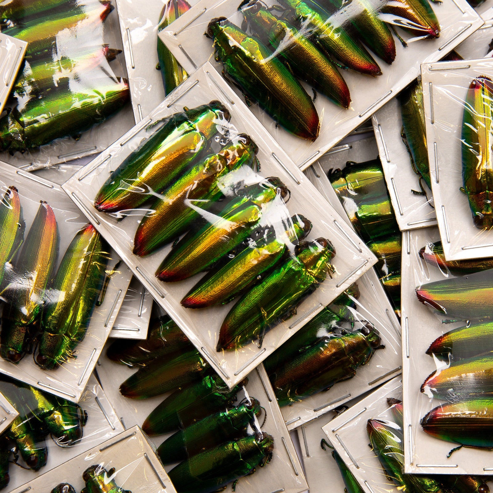 Lot of 10 Aurora Jewel Beetles (Chrysochroa aurora) A1 Entomology Specimens