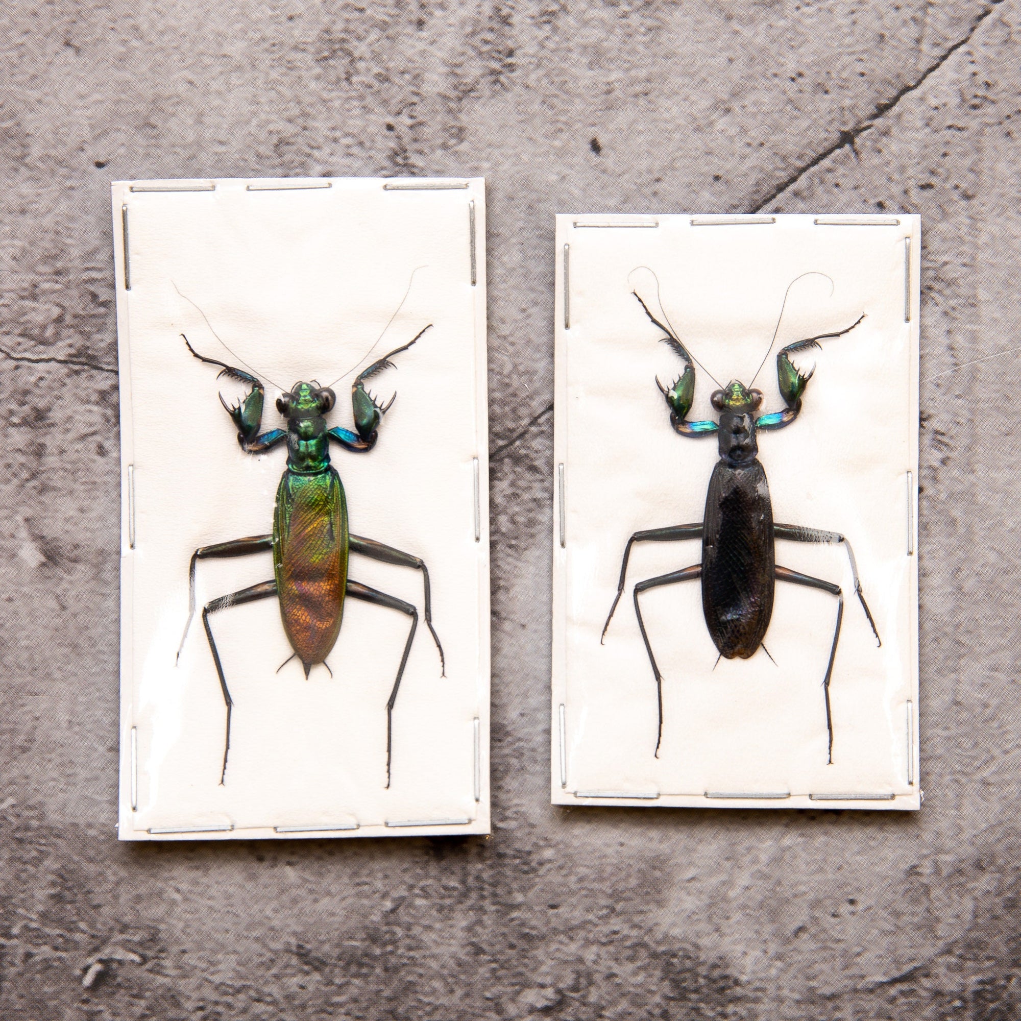 Pack of 2 Metallic Praying Mantis SEXED PAIR (Metallyticus splendidus) A1 Insect Specimens for Framing