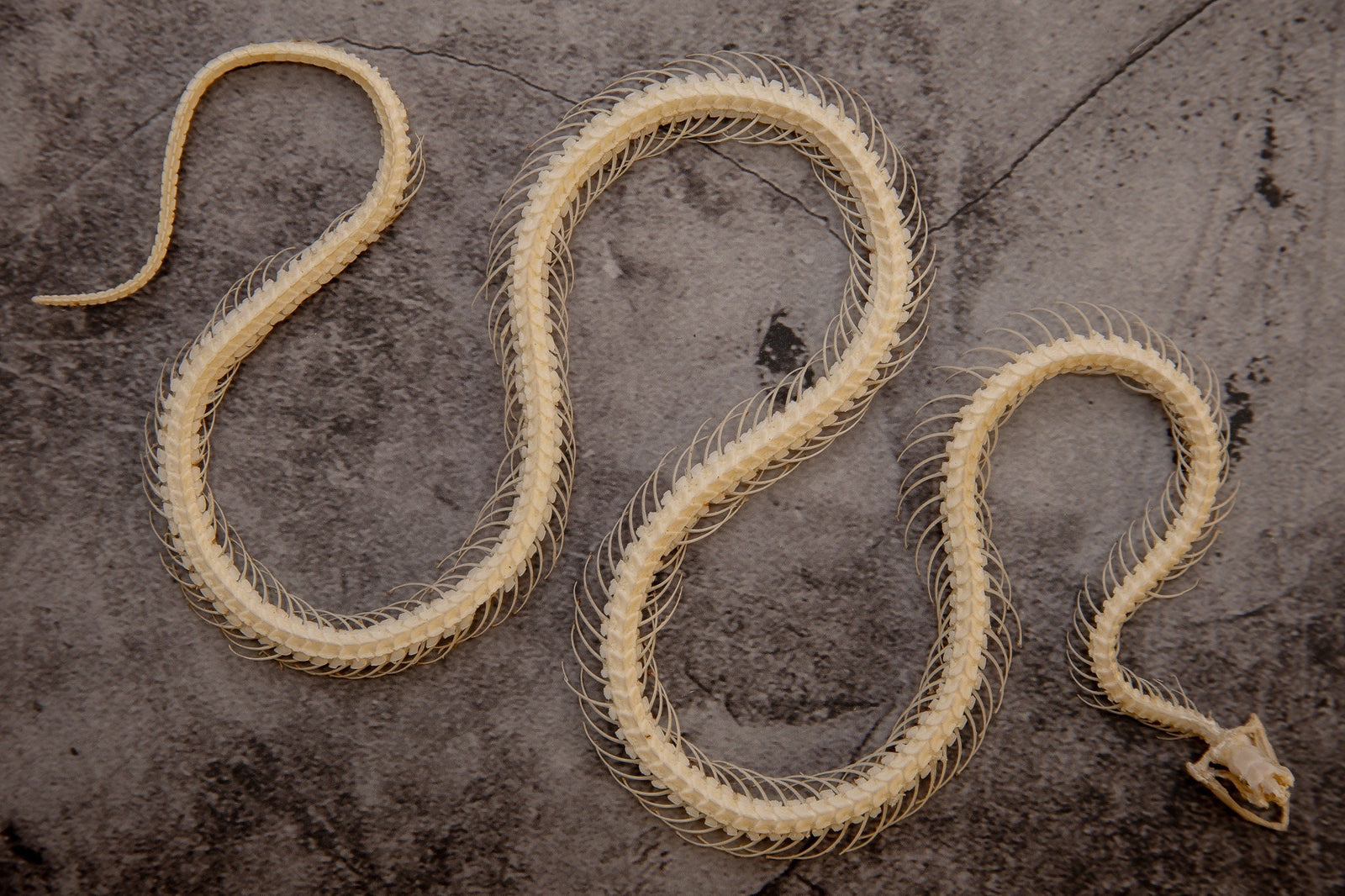 Malayan Krait Snake (Bungarus candidus) Curved Skeleton Specimen 25cm