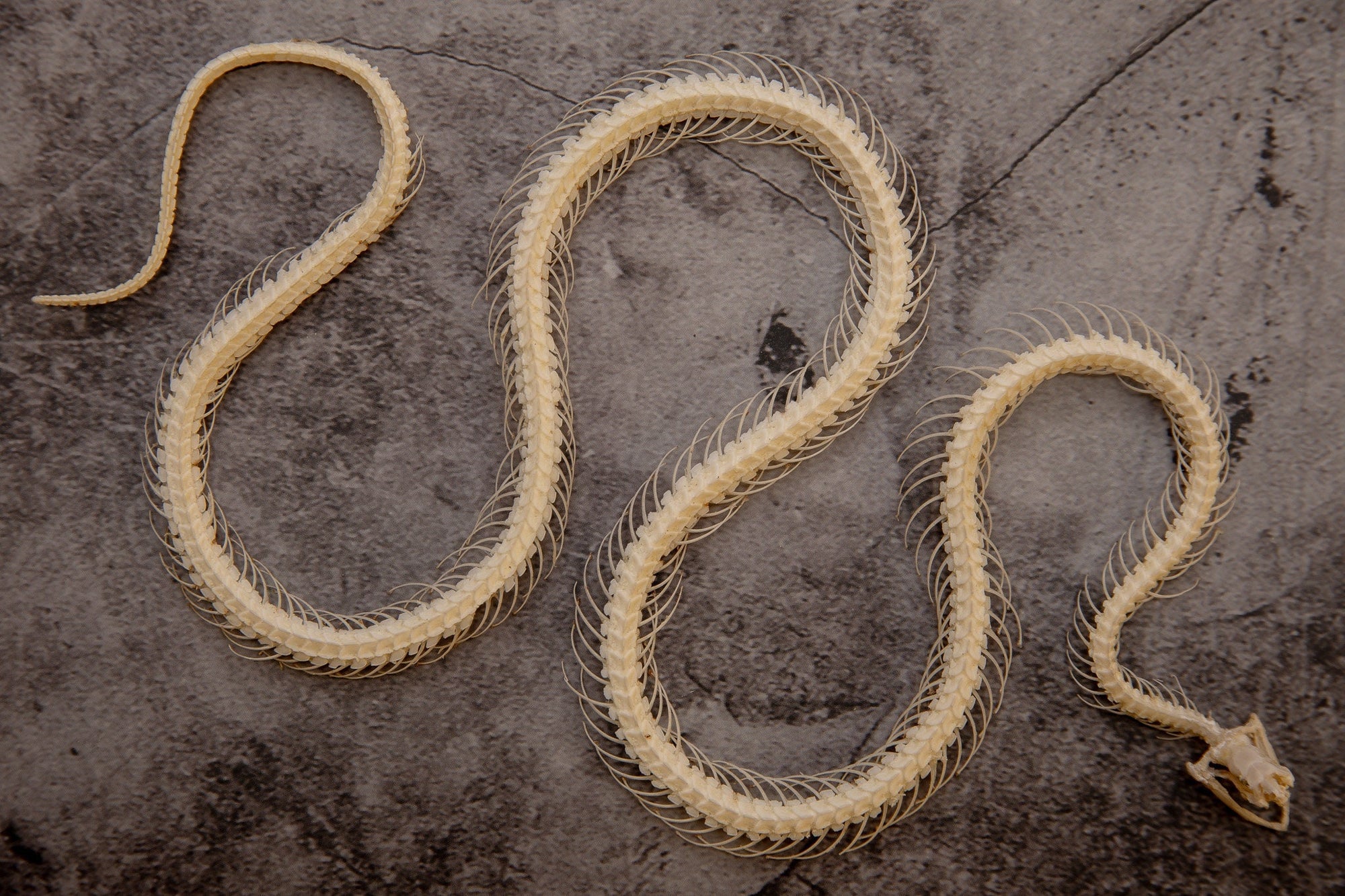Malayan Krait Snake (Bungarus candidus) Curved Skeleton Specimen 25cm