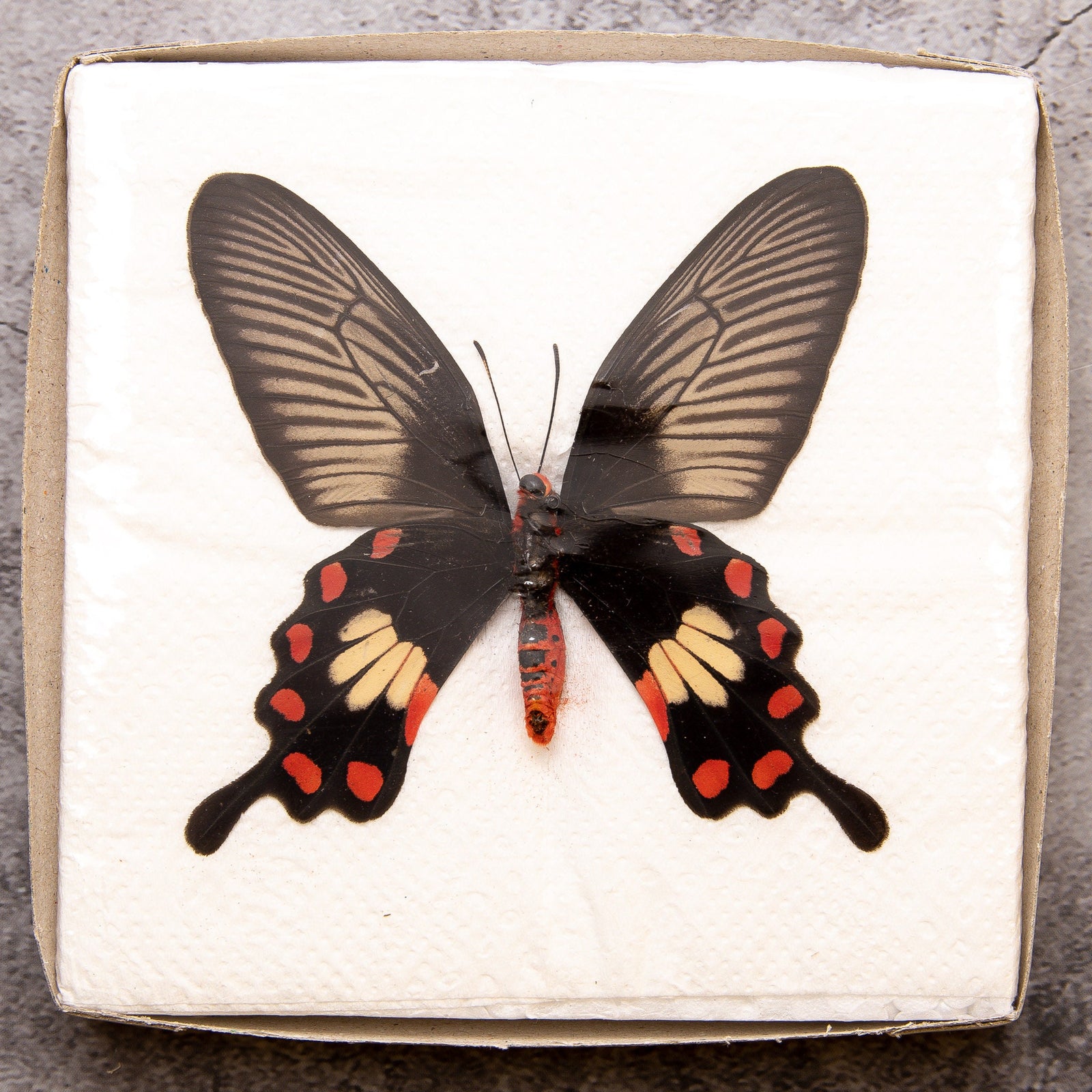 Pack of 2 Common Rose Butterflies (Pachliopta aristolochiae) WINGS-SPREAD, Ethically Sourced Preserved Specimens for Collecting & Art