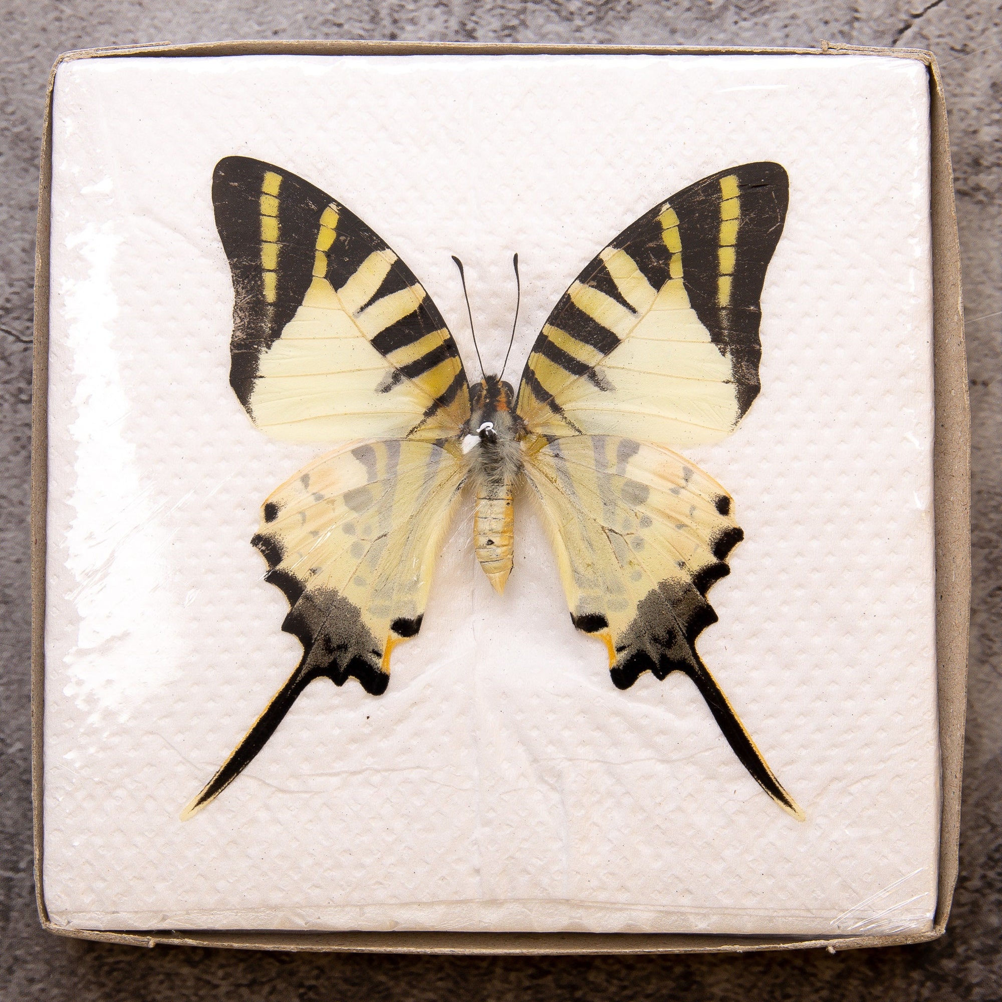 Pack of 2 Five-bar Swordtail Butterflies (Graphium antiphates) WINGS-SPREAD, Ethically Sourced Preserved Specimens for Collecting & Art