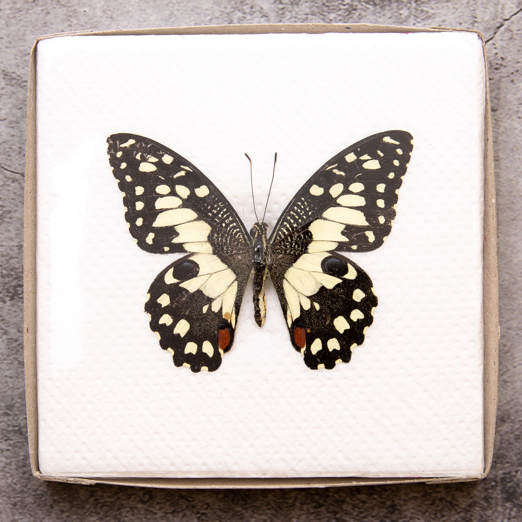 Pack of 2 Lime Butterflies (Papilio demoleus) WINGS-SPREAD, Ethically Sourced Preserved Specimens for Collecting & Artistic Creation
