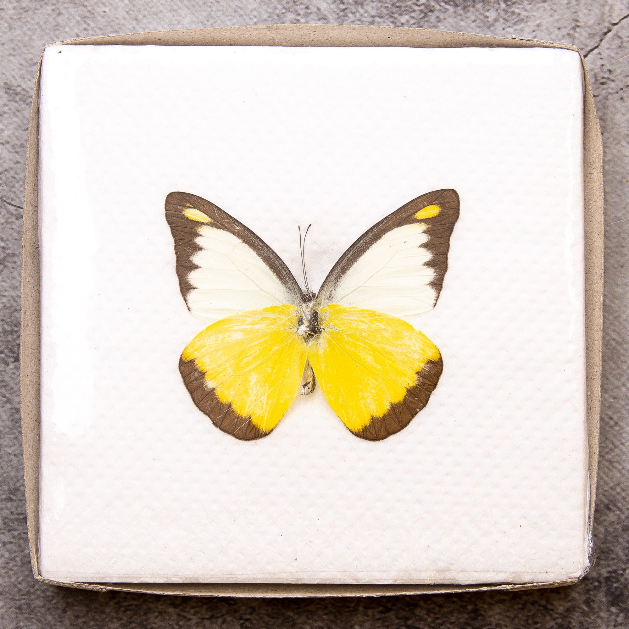Pack of 2 Chocolate Albatross Butterflies (Appias lyncida) WINGS-SPREAD, Ethically Sourced Preserved Specimens for Collecting & Art