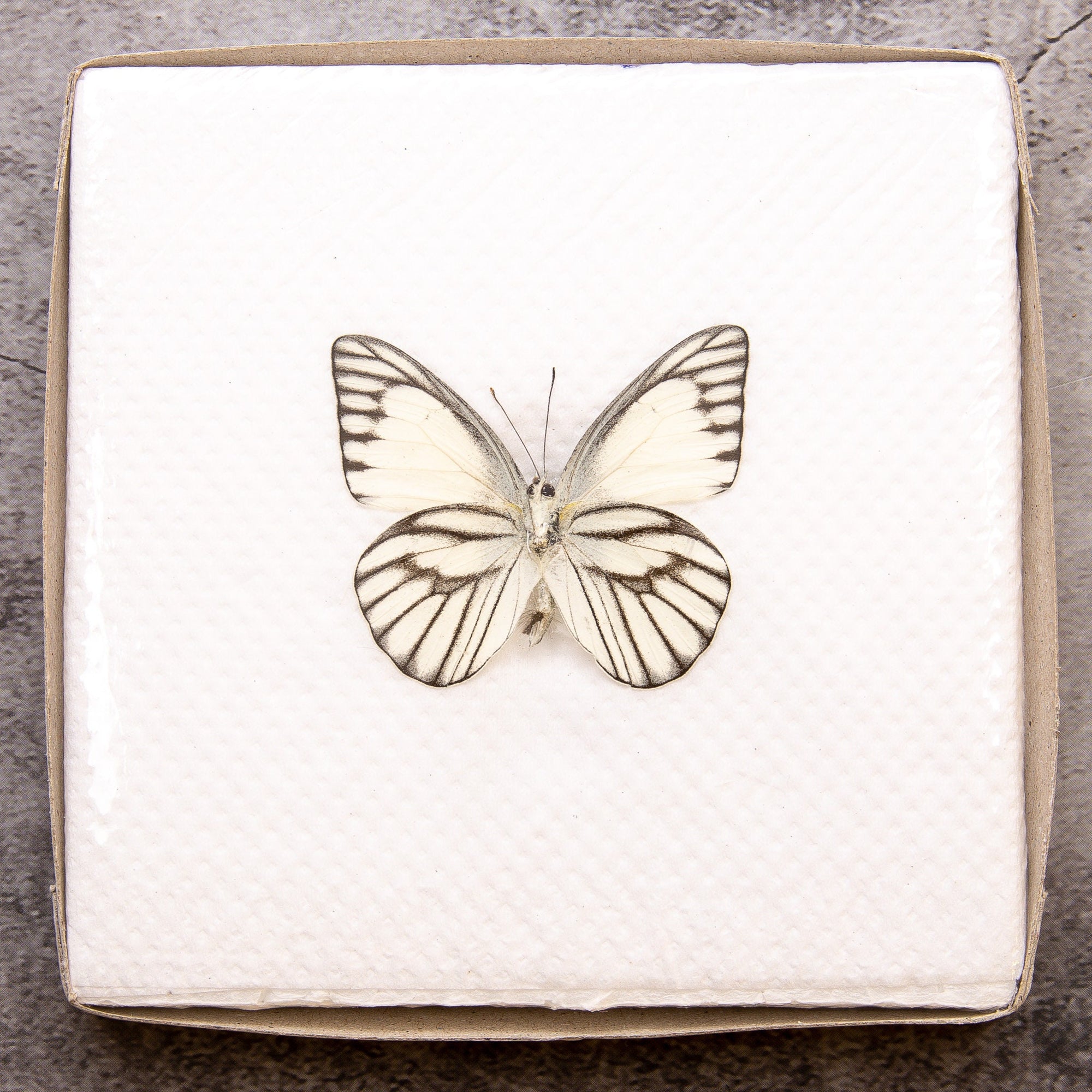 Pack of 2 Striped Albatross Butterflies (Appias libythea) WINGS-SPREAD, Ethically Sourced Preserved Specimens for Collecting & Artistic