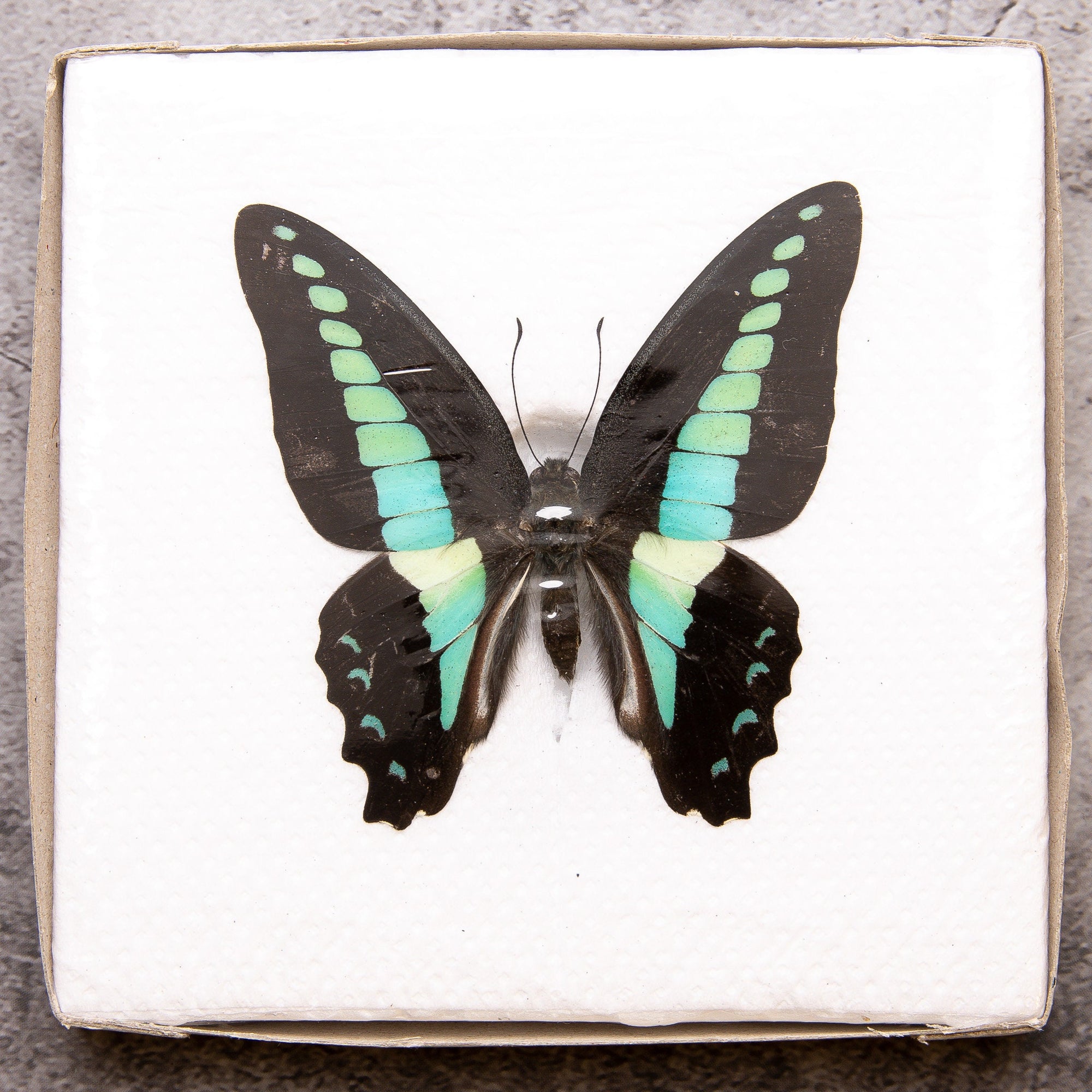 Pack of 2 Common Bluebottle Butterflies (Graphium sarpedon) WINGS-SPREAD, Ethically Sourced Preserved Specimens for Collecting & Artistic