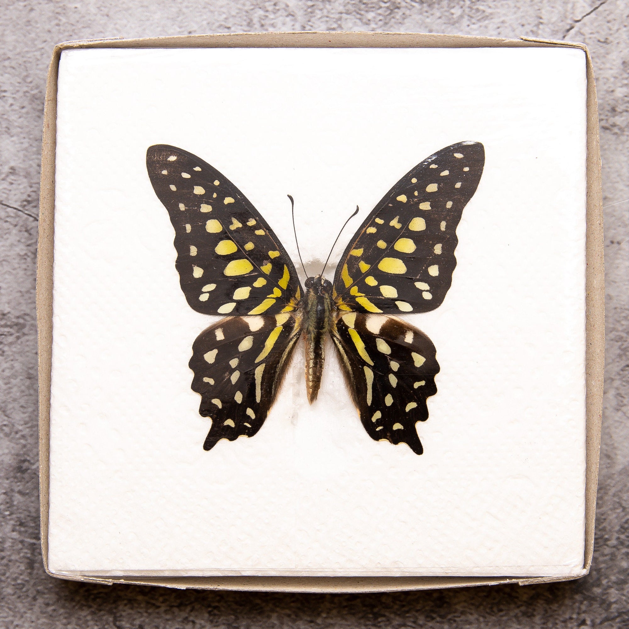 Pack of 2 Tailed Jay Butterflies (Graphium agamemnon) WINGS-SPREAD, Ethically Sourced Preserved Specimens for Collecting & Artistic