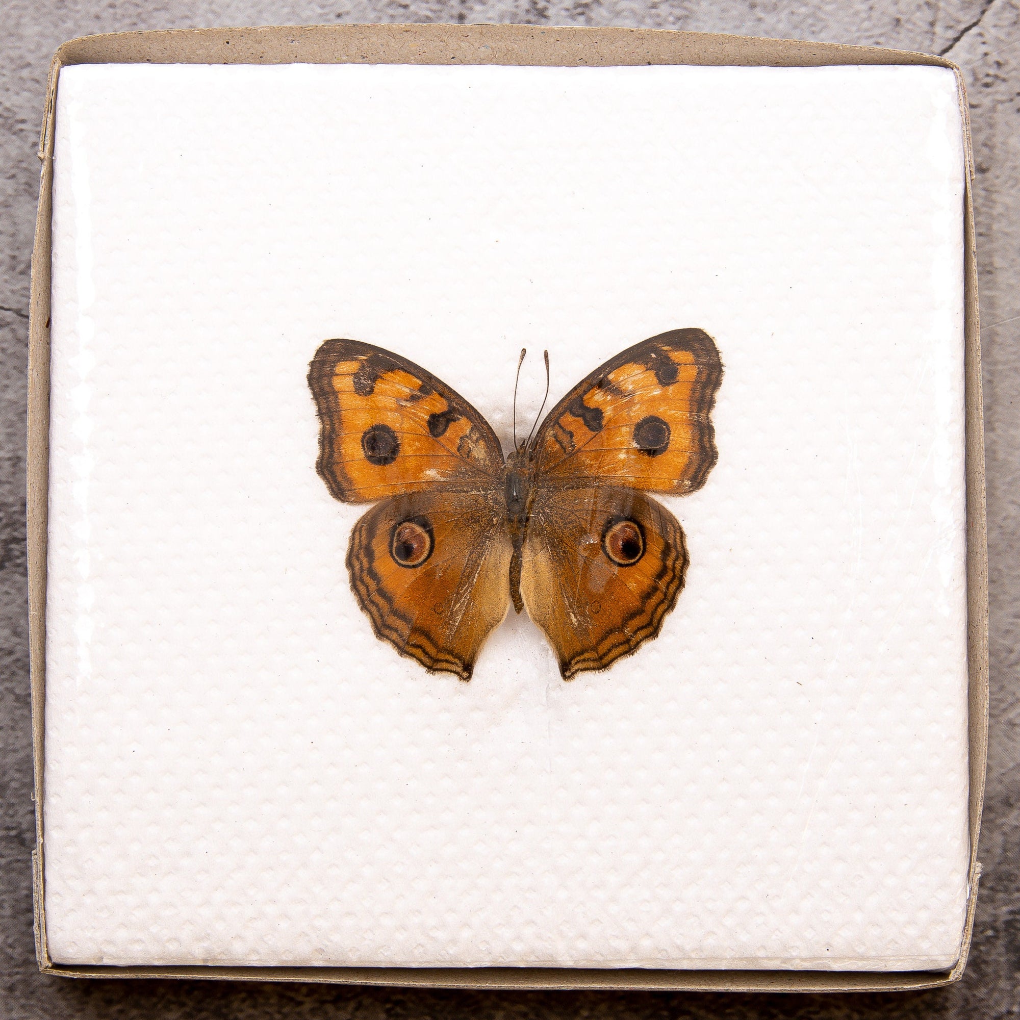 Pack of 2 Peacock Pansy Butterflies (Junonia almana) WINGS-SPREAD, Ethically Sourced Preserved Specimens for Collecting & Artistic