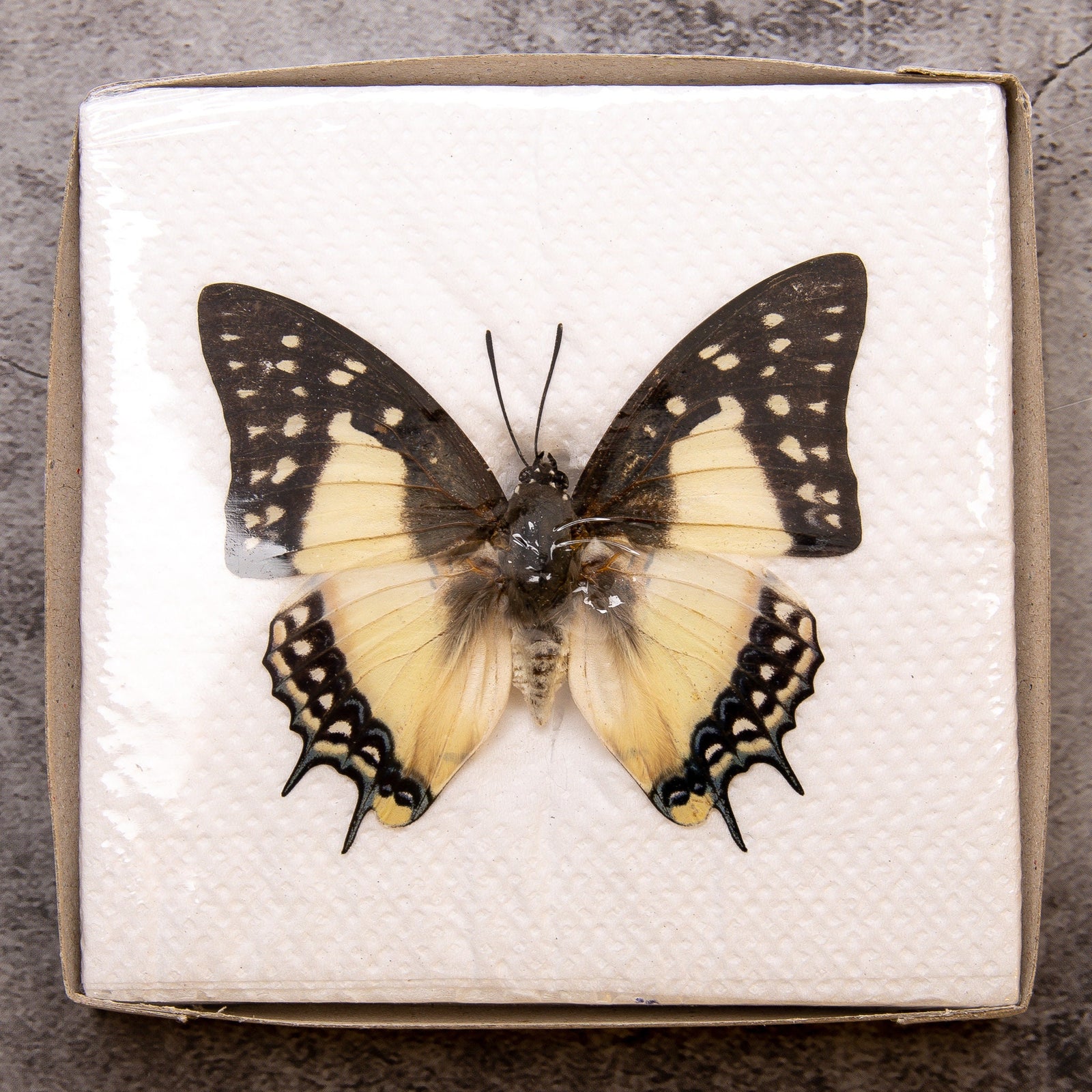 Pack of 2 Great Nawab Butterflies (Polyura eudamippus) WINGS-SPREAD, Ethically Sourced Preserved Specimens for Collecting & Art