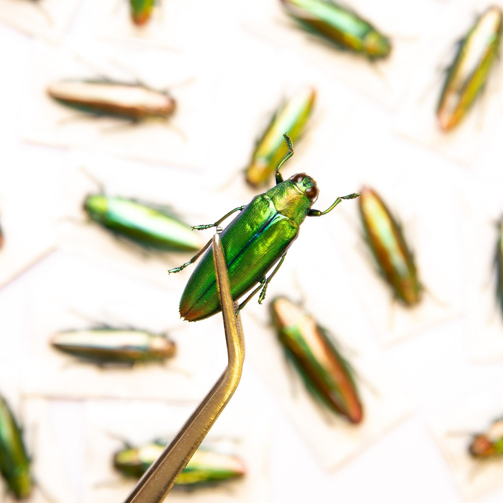 Pack of 10 Aurora Jewel Beetles (Chrysochroa aurora) Indonesia, A1 Real Entomology Specimens