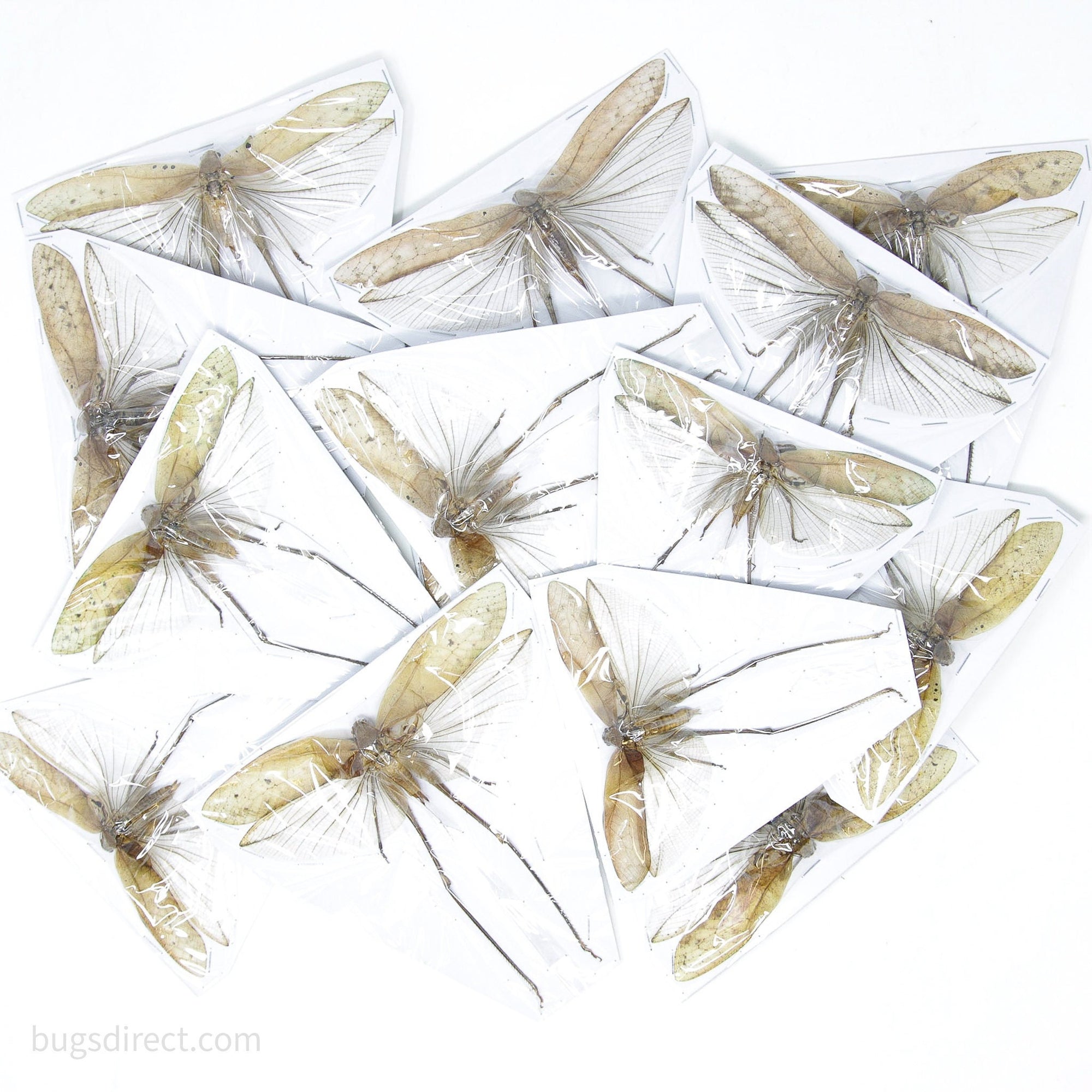 Pack of 10 Large Bush Katydids 5" Wingspan, Spread Specimens Grasshoppers, Crickets, Locust, A1 Entomology