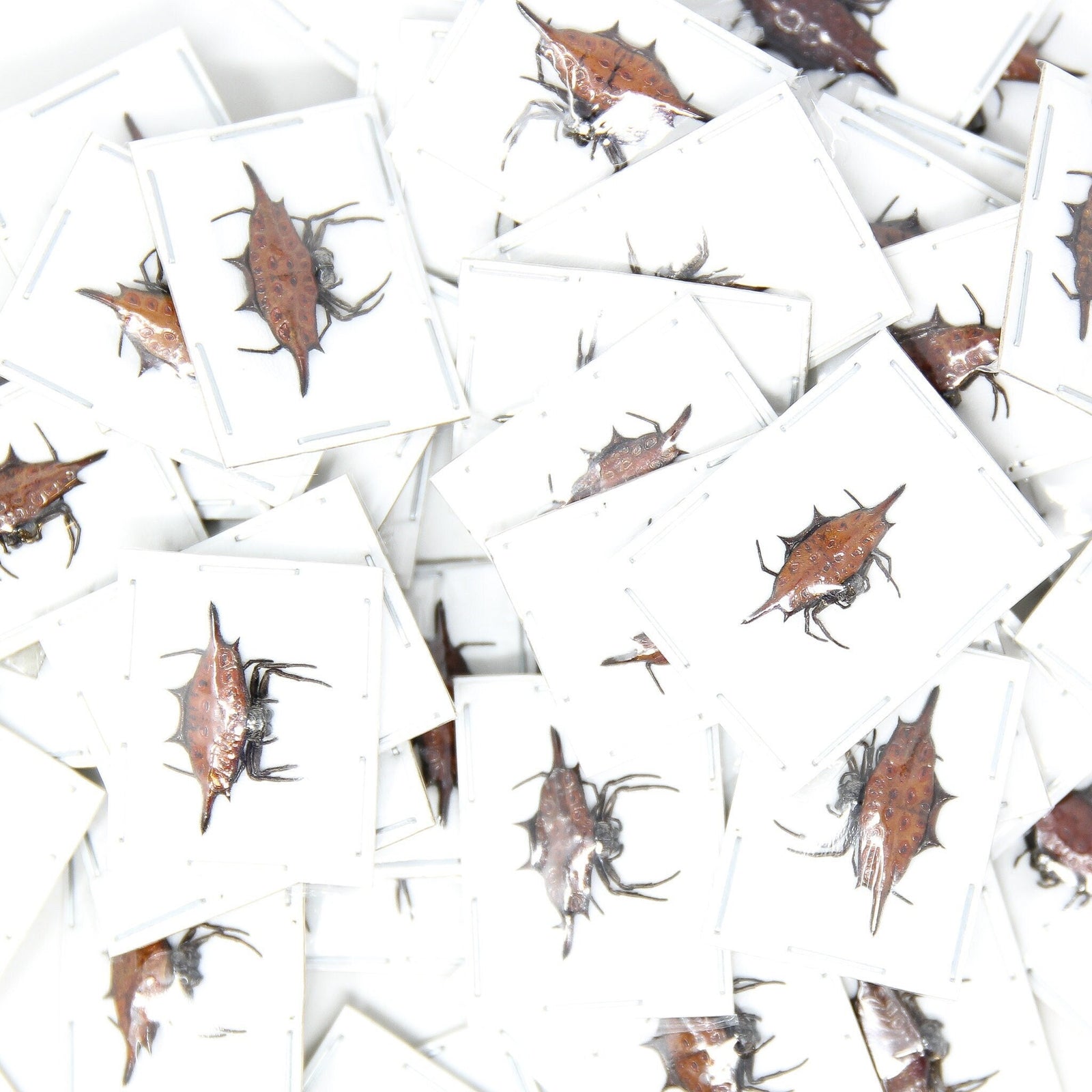 WHOLESALE 10 Spiny Orb-Weaver Spiders (Gasteracantha diardi) A1 20mm, Dry-Preserved Specimens, Entomology Taxidermy Arachnids