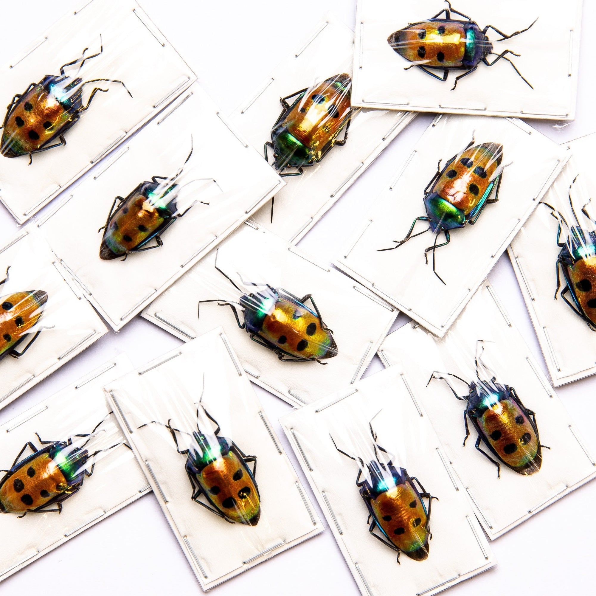 Pack of 10 Jewel Bugs (Calliphara caesar) Indonesia, A1 Real Entomology Specimens