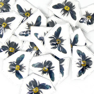Pack of 10 Yellow Carpenter Bees (Xylocopa aestuans) | A1 Spread Specimens | Dry-preserved Taxidermy