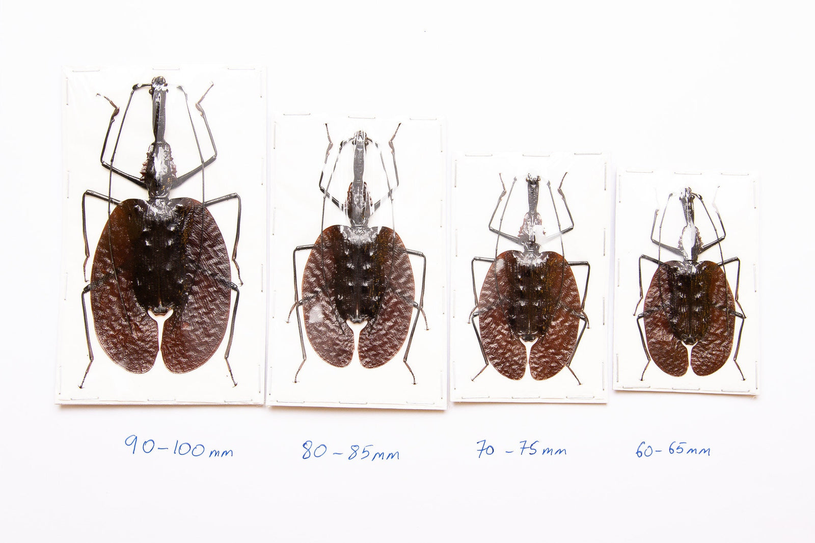 PACK OF 2 Violin Beetles (Choise of 4 sizes) Mormolyce phyllodes, A1 Real Entomology Specimens