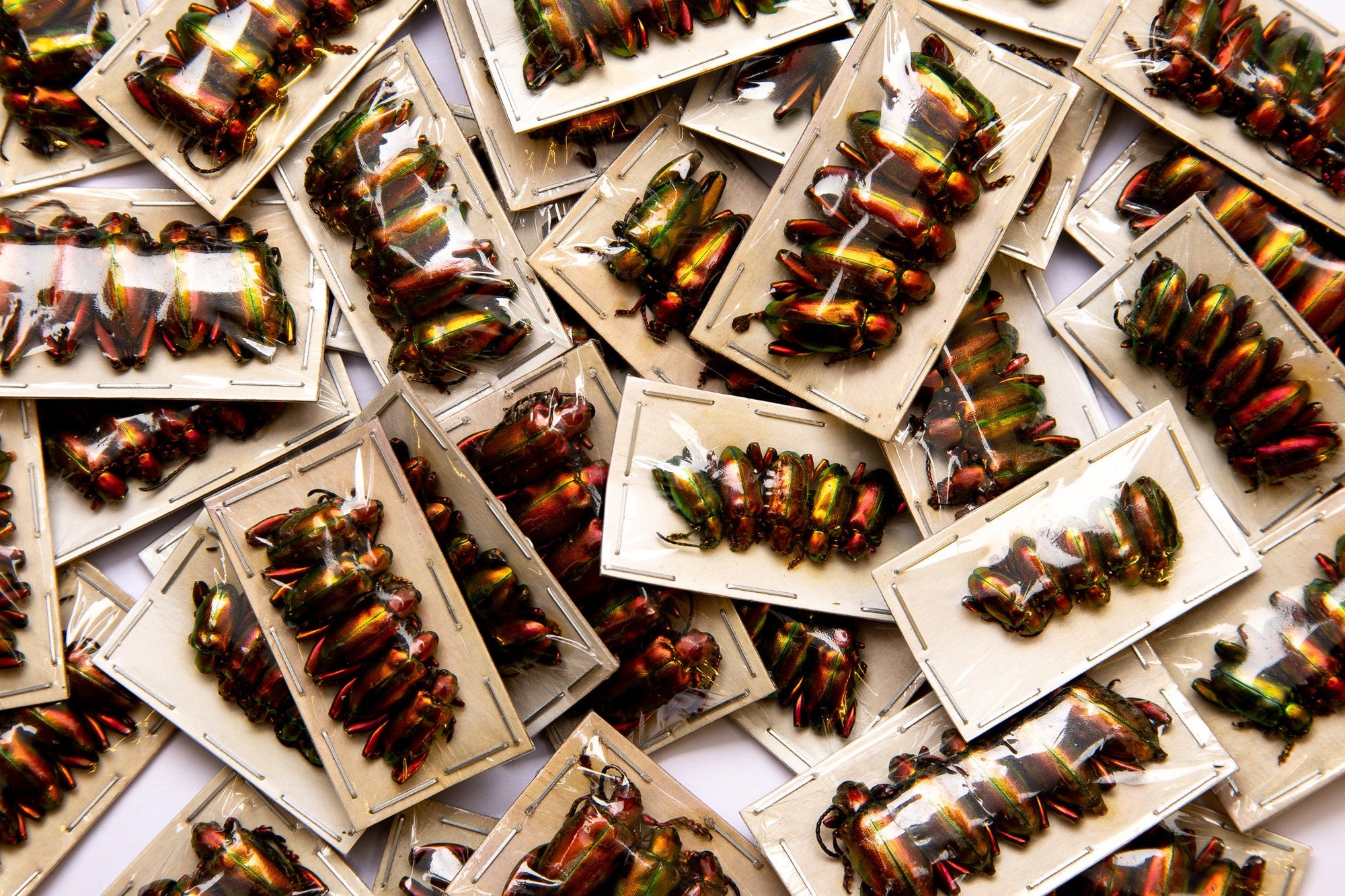 Pack of 10 Rainbow Beetles (Sagra laticollis) Java, A1 Real Entomology Specimens WHOLESALE