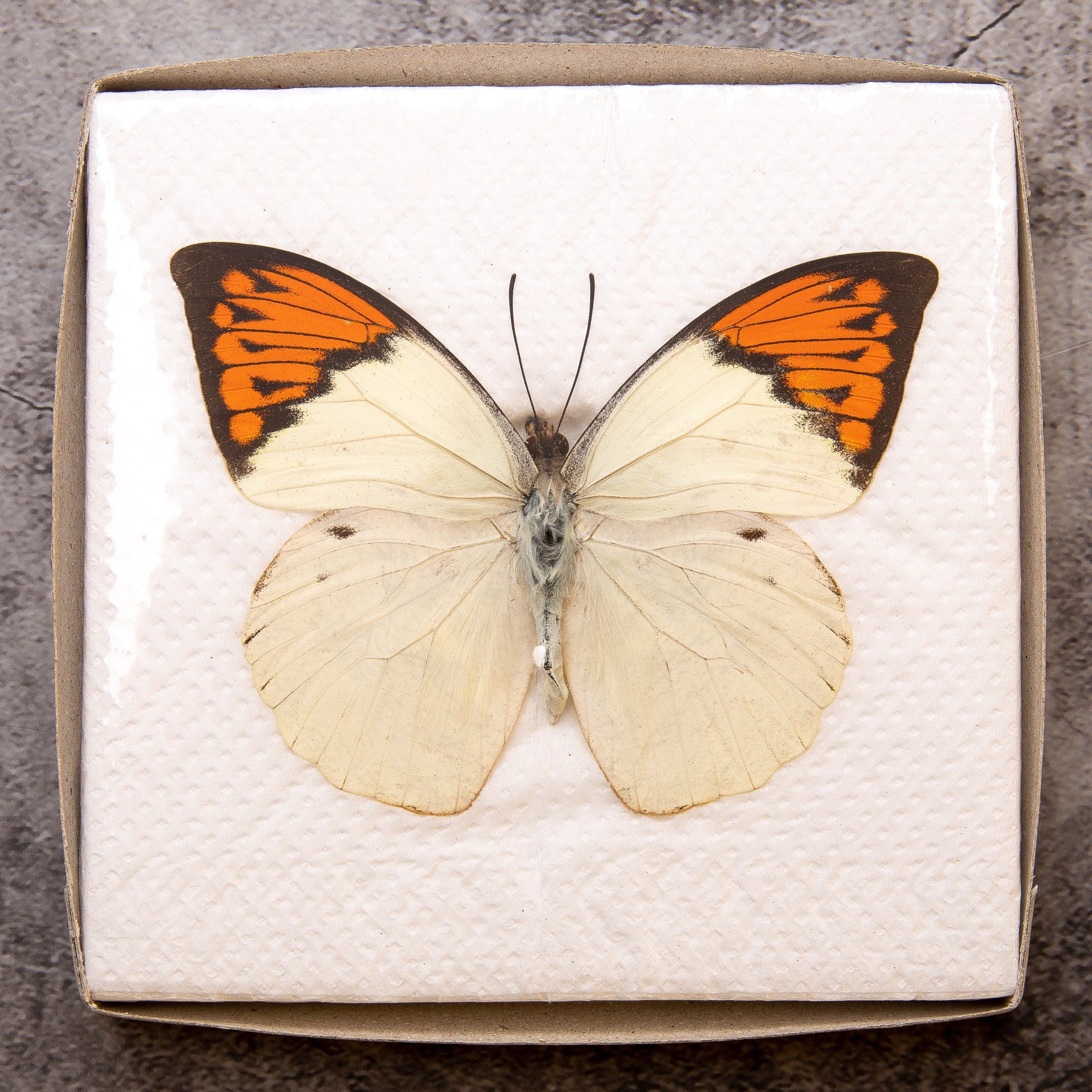 Pack of 2 Great Orange Tip Butterflies (Hebomoia glaucippe) WINGS-SPREAD, Ethically Sourced Preserved Specimens for Collecting & Art