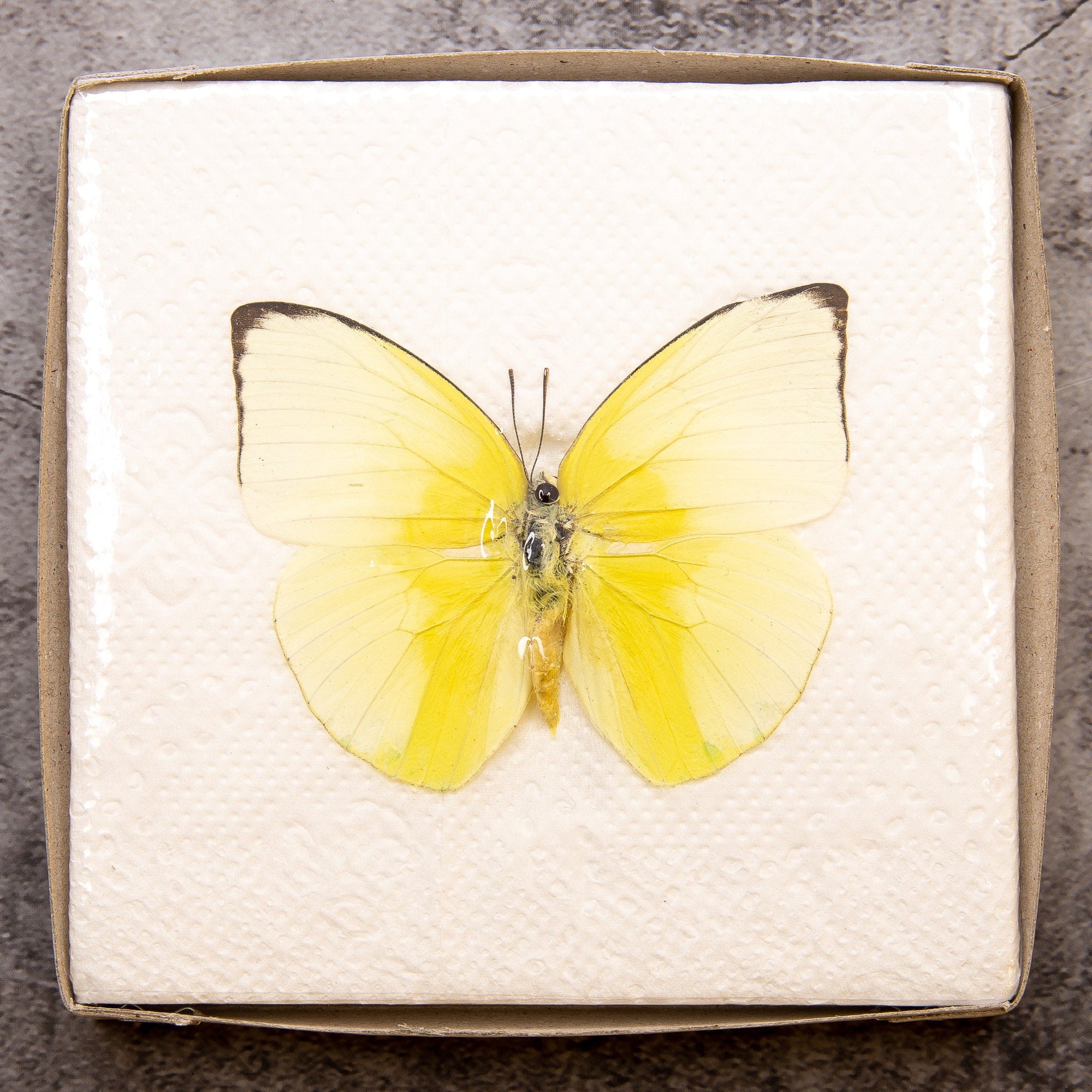 Pack of 2 Lemon Emigrant Butterflies (Catopsilia pomona) WINGS-SPREAD, Ethically Sourced Preserved Specimens for Collecting & Art